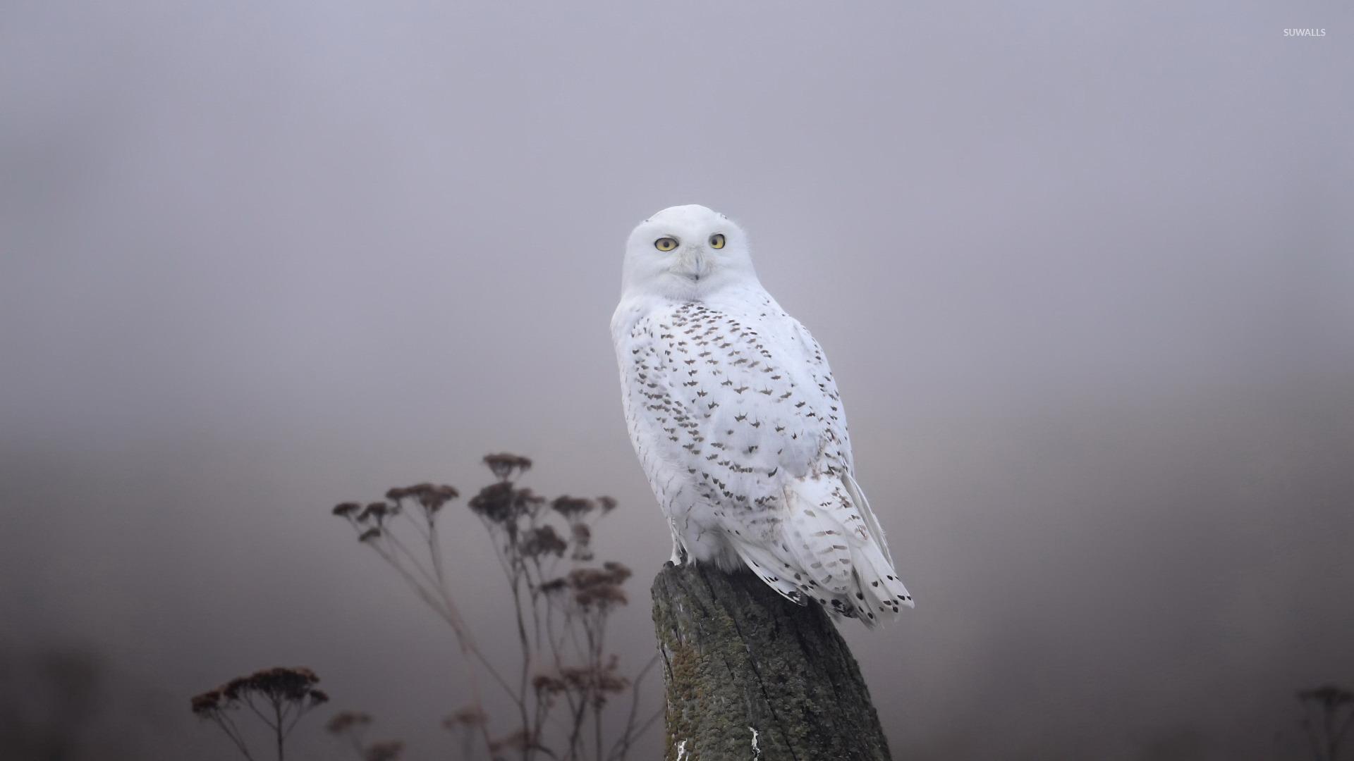 Snowy Owl [5] wallpaper wallpaper