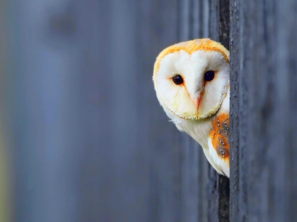Beautiful Owl Desktop Wallpaper