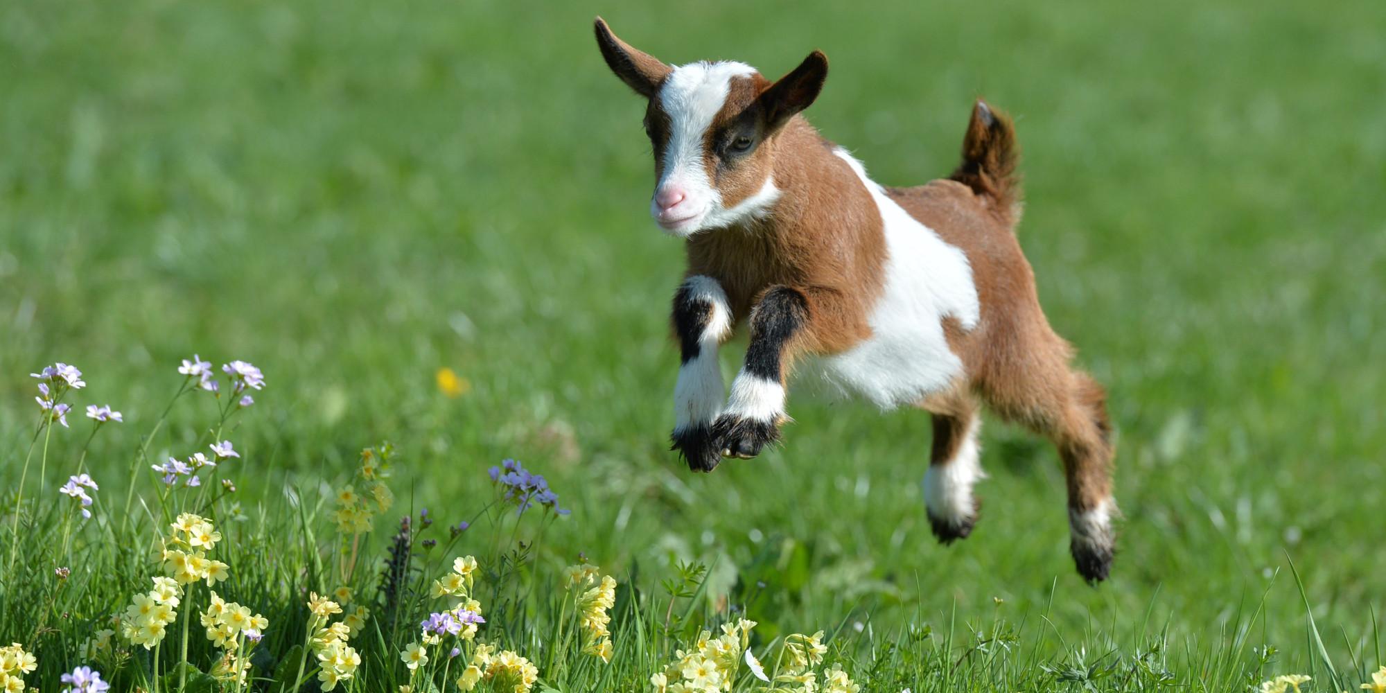 Cute Goats Wallpaper Goats In Spring