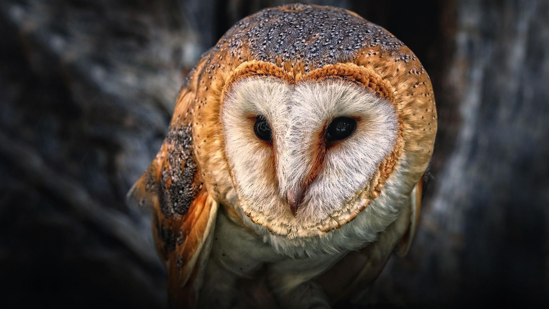 Australian Masked Owl Animal Wallpaper For Desktop, Wallpaper13.com