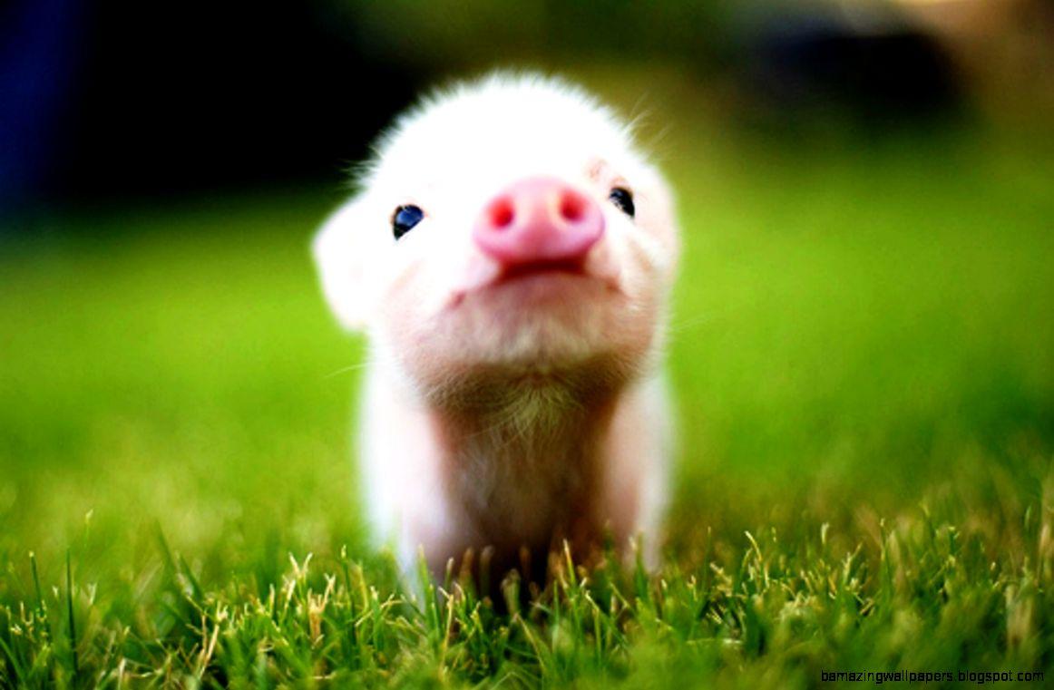 Baby Farm Animals Wallpapers - Wallpaper Cave