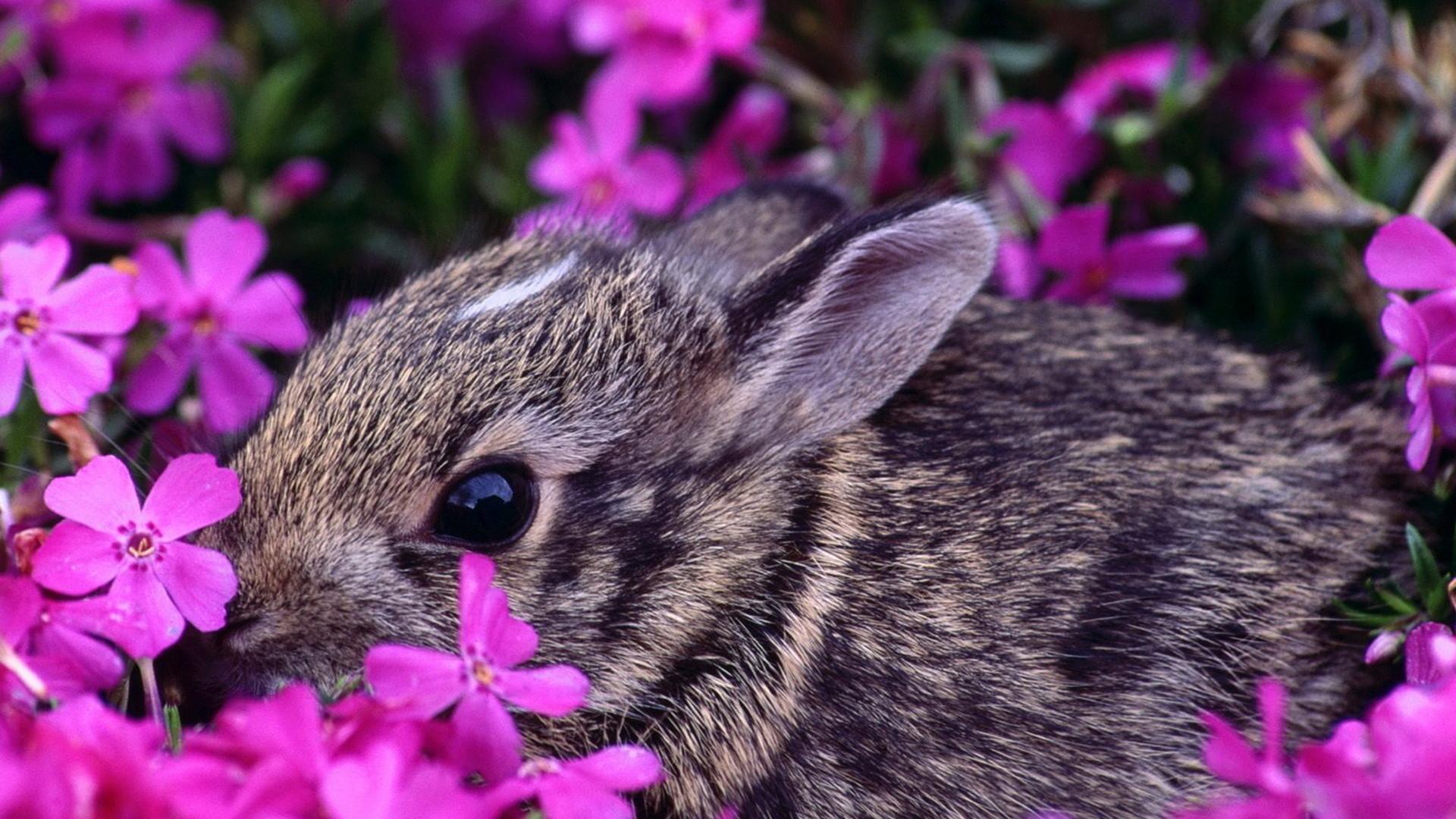 Spring Baby Animals Desktop Wallpaper