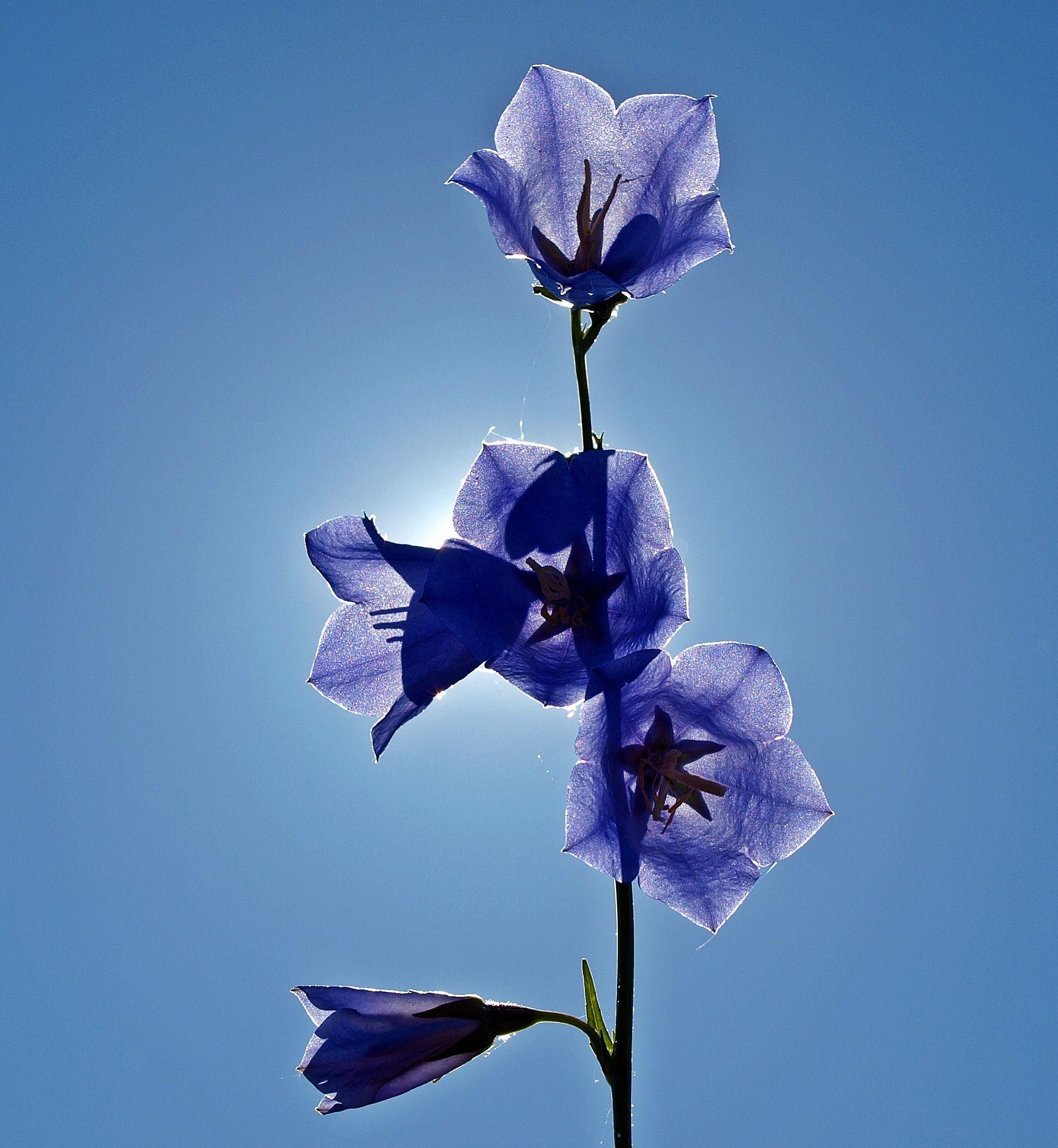 Free Image Campanula Blue Plant. Blue