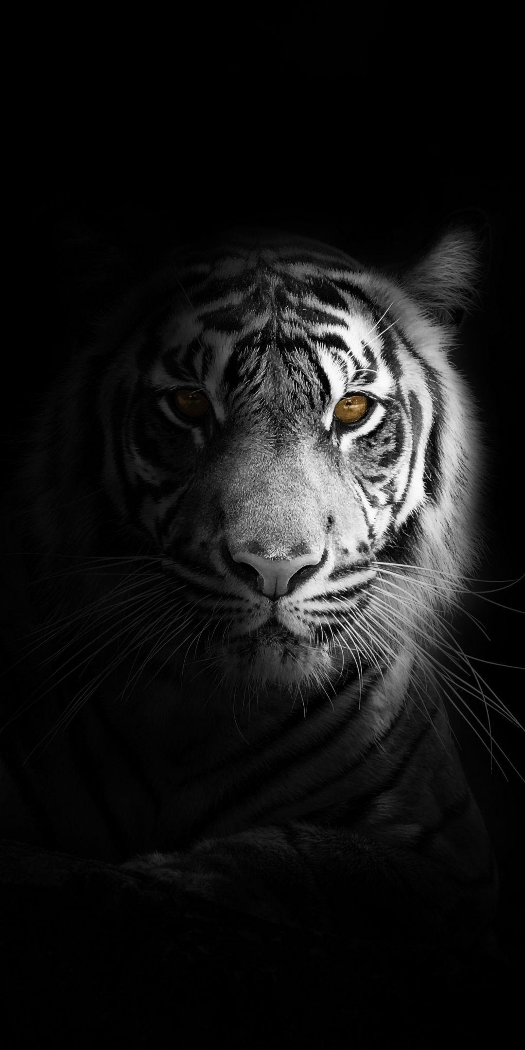 Portrait, minimal, white tiger, dark Wallpaper