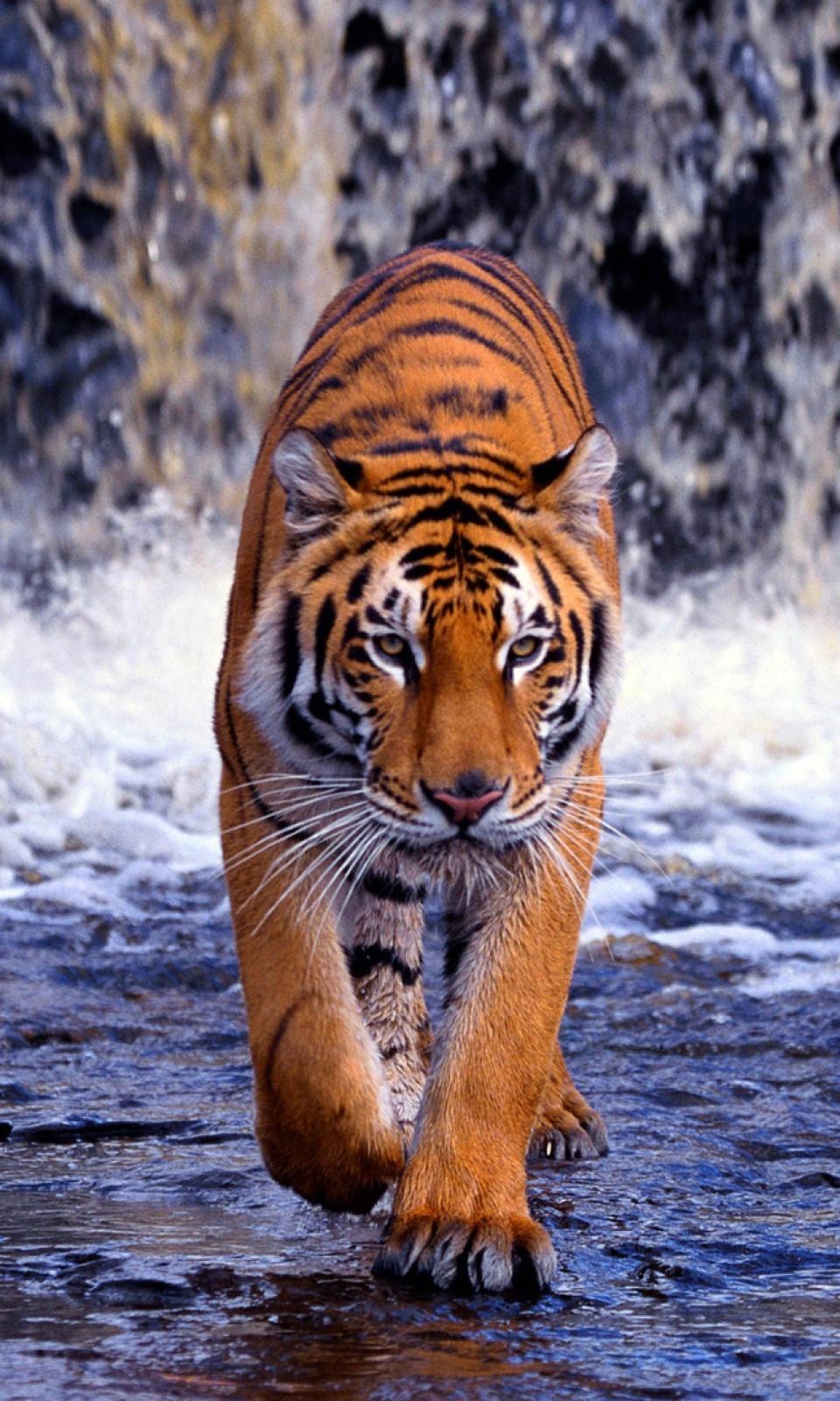 Tiger Portrait Picture. Download Free Image Black