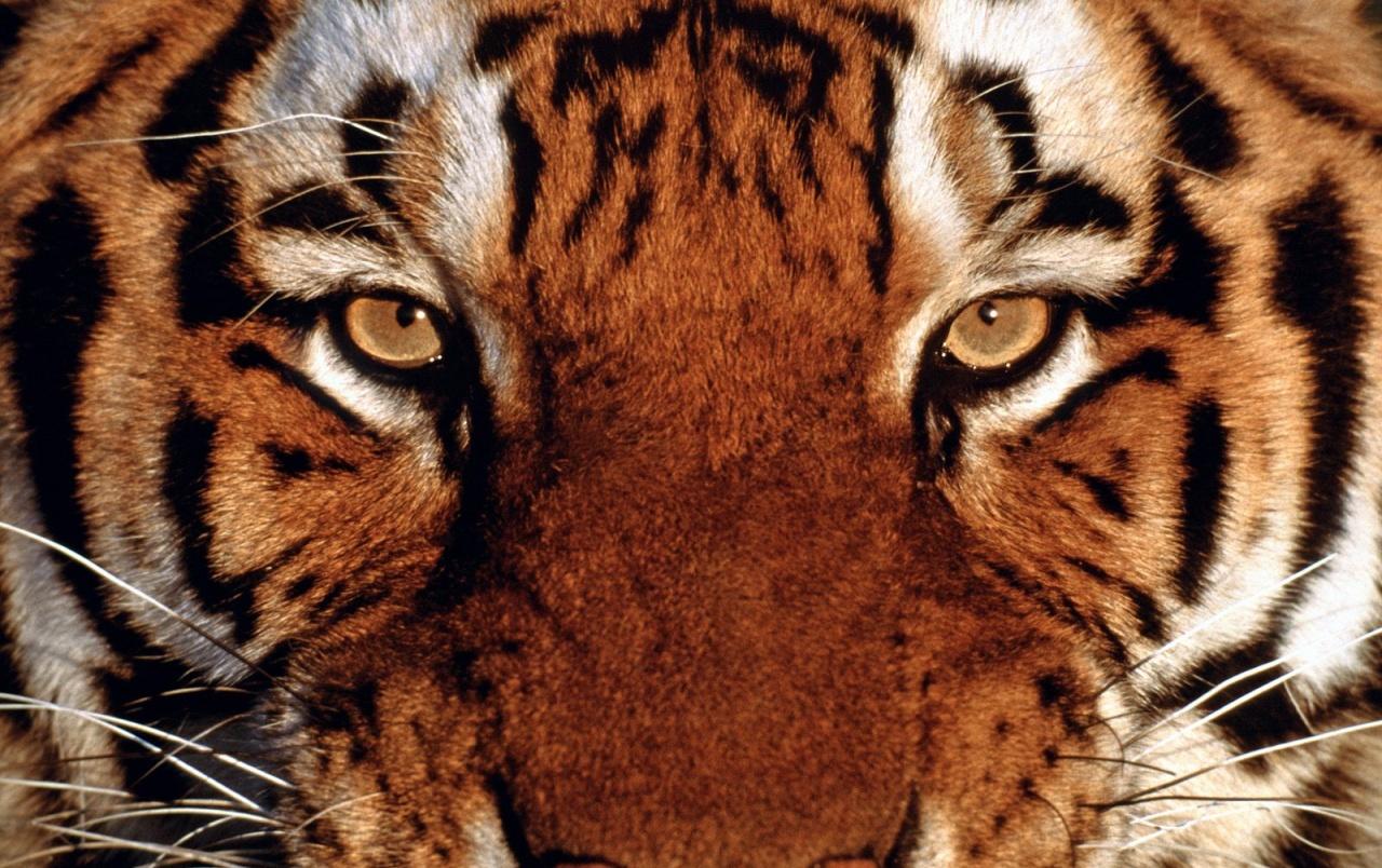 Tiger portrait wallpaper. Tiger portrait