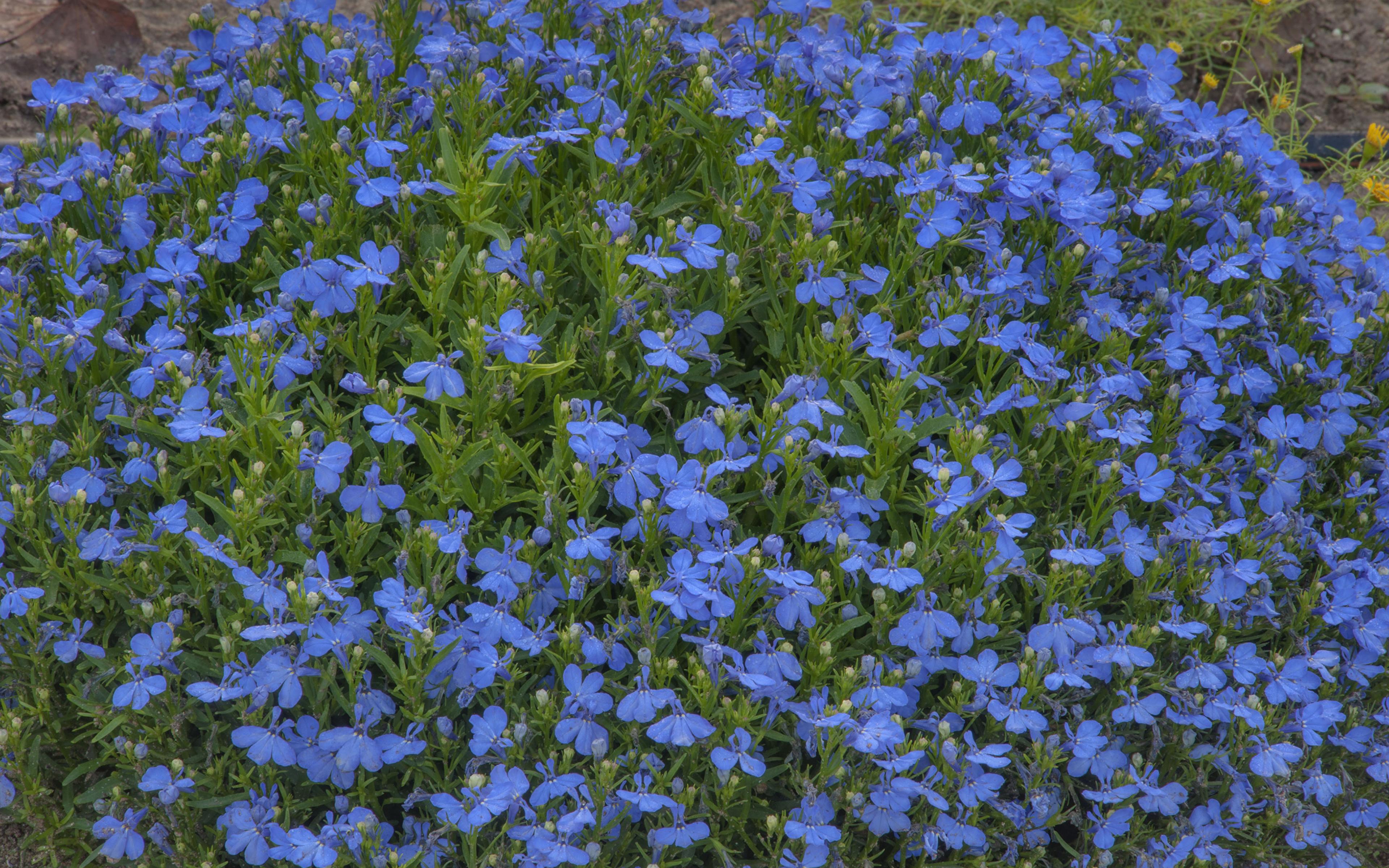 Image Light Blue Flowers Campanula Many 3840x2400
