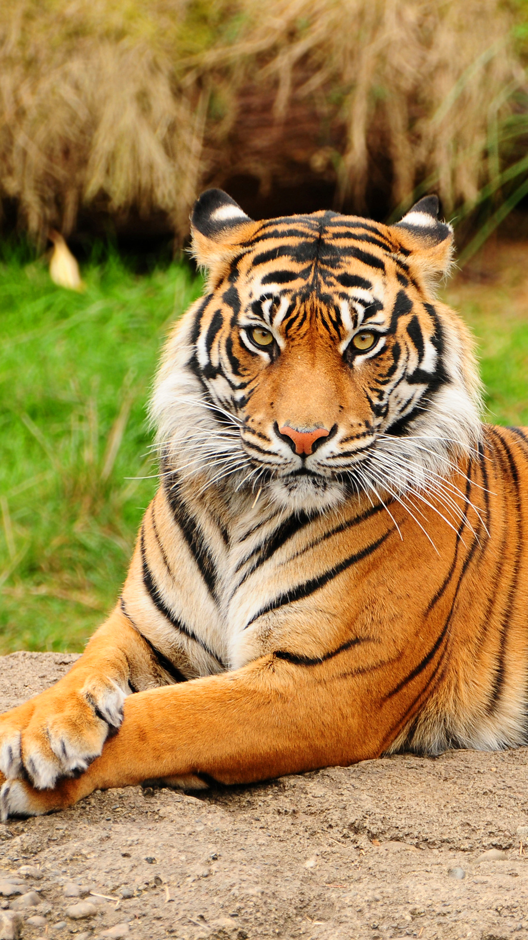 Tiger htc one wallpaper, free and easy to download