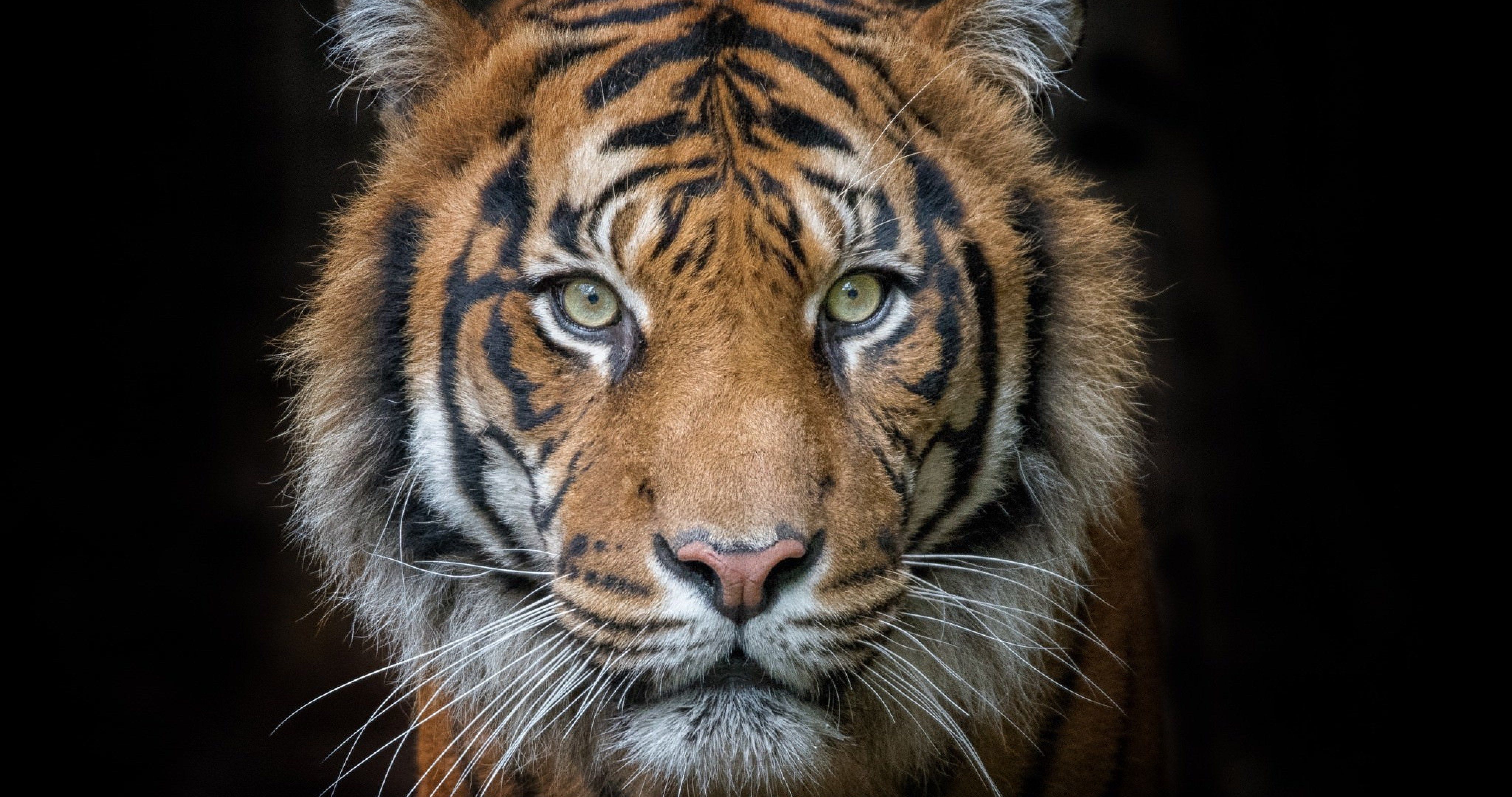 tiger portrait 4k ultra HD wallpaper. Pet tiger, Tiger