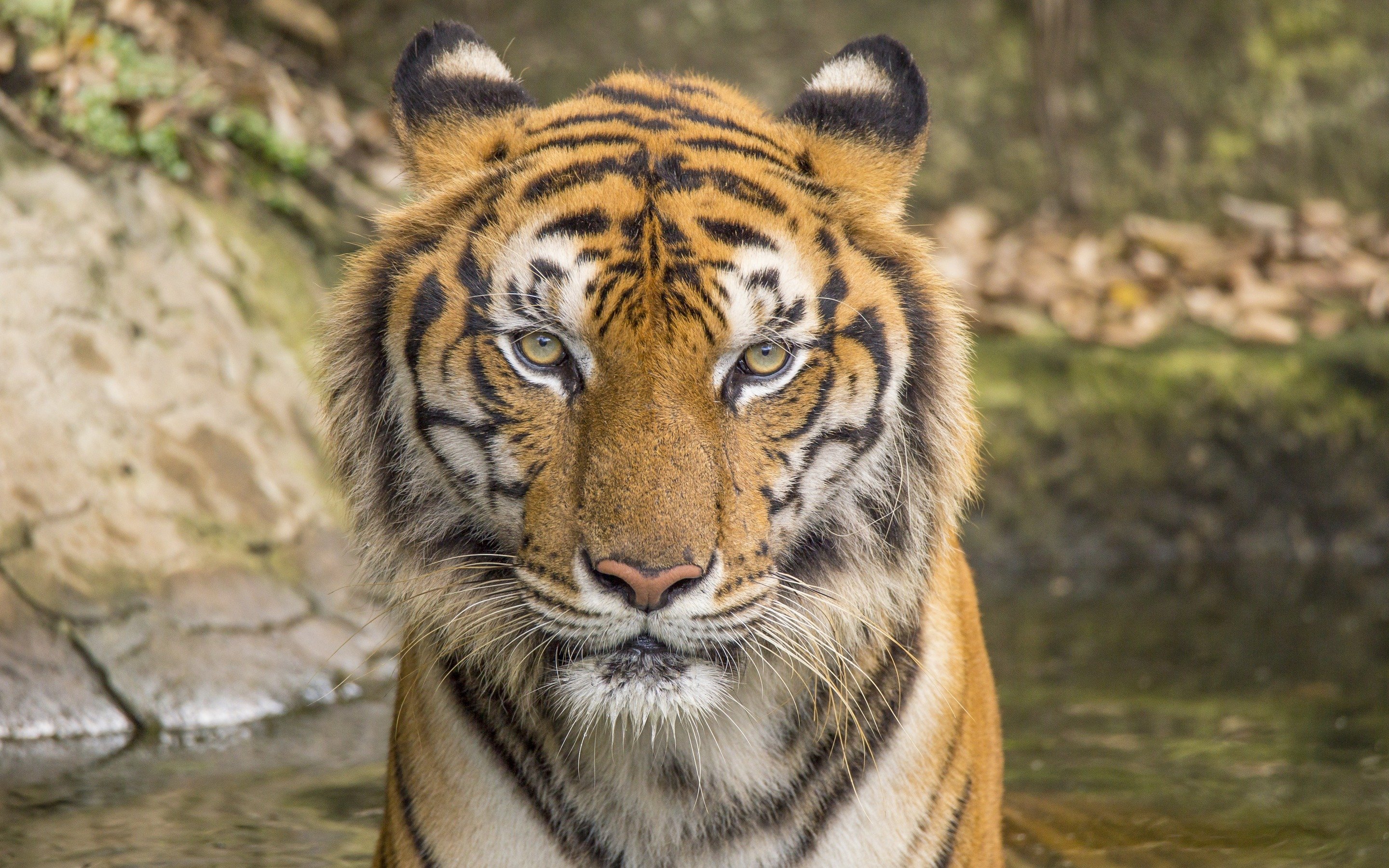 Download wallpaper tiger, wildlife, portrait, dangerous animals