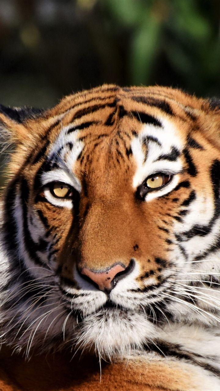 Tiger, wild cat, muzzle, predator, portrait, 720x1280 wallpaper
