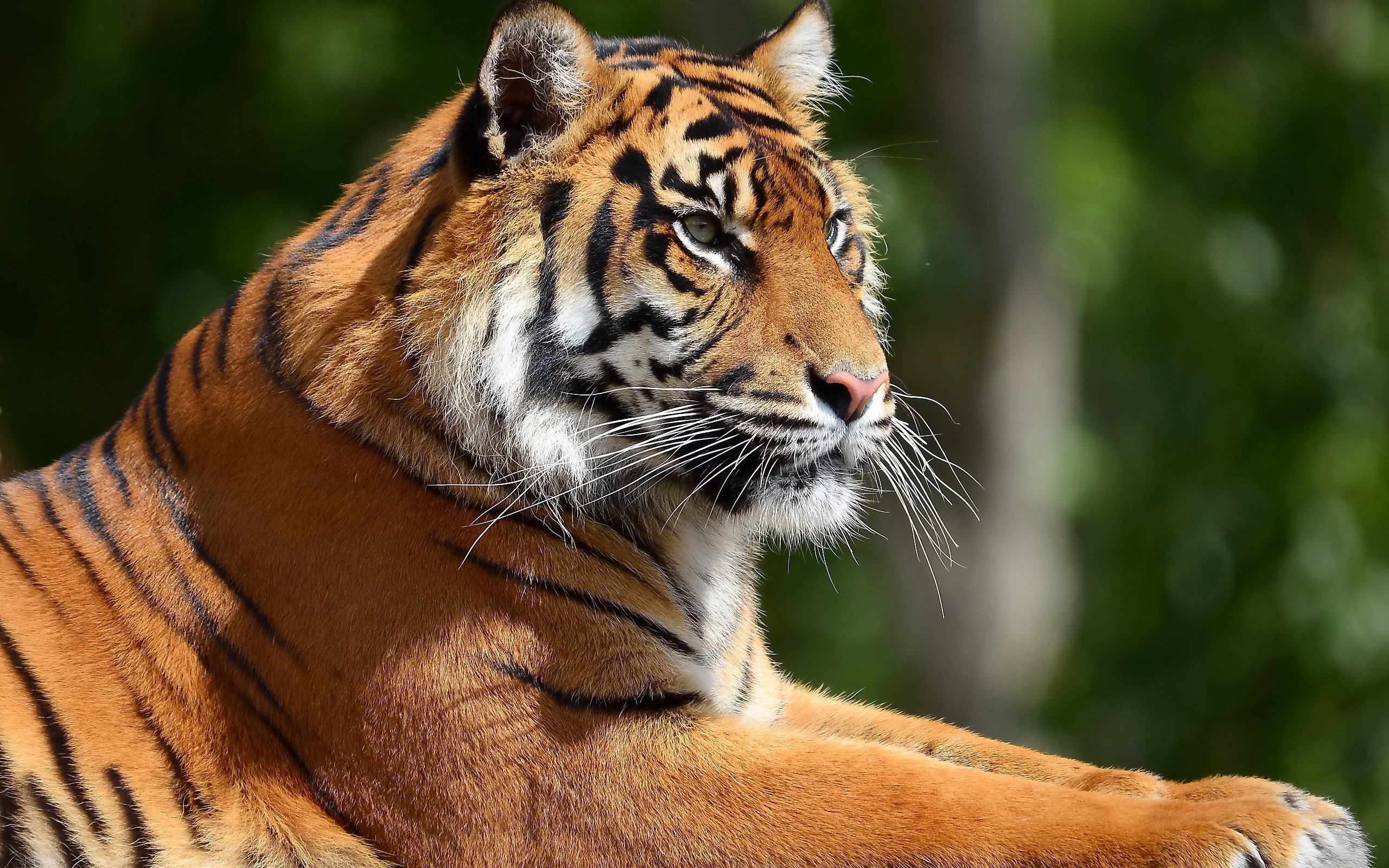 Portrait of a tiger profile Desktop wallpaper 2560x1600