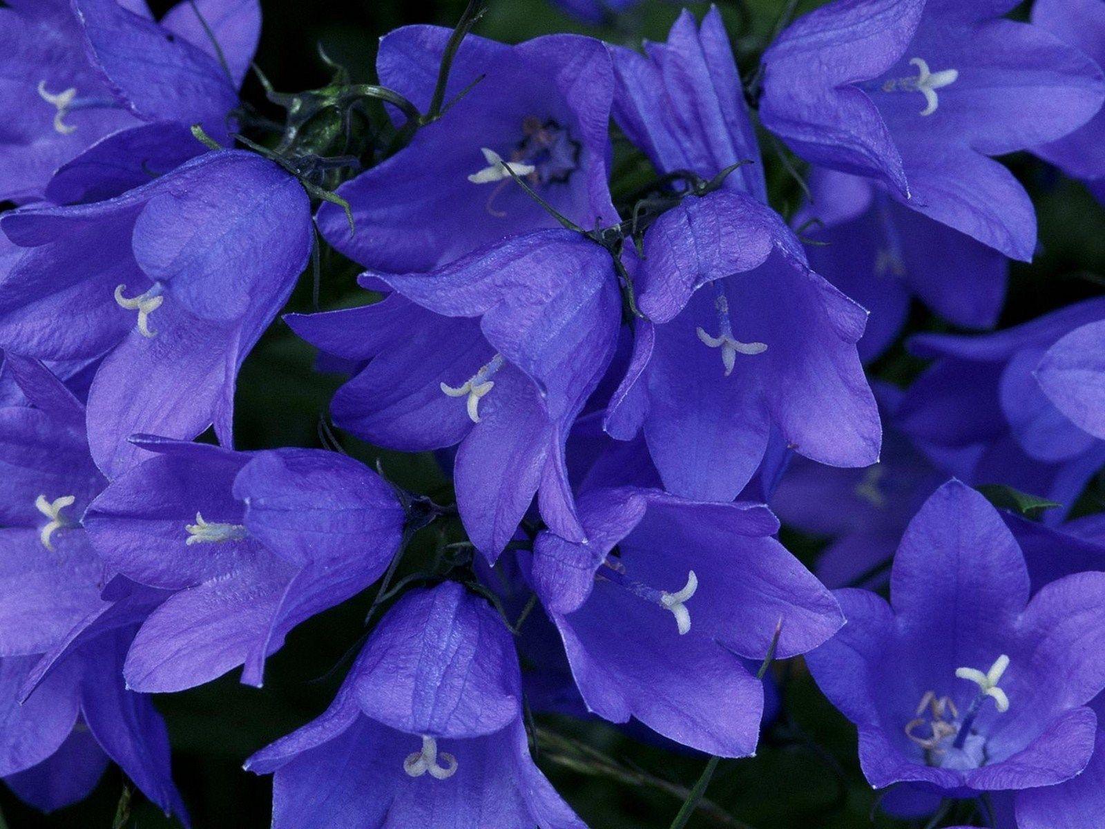 blue bells wallpaper. Beautiful flowers wallpaper, Bellflower