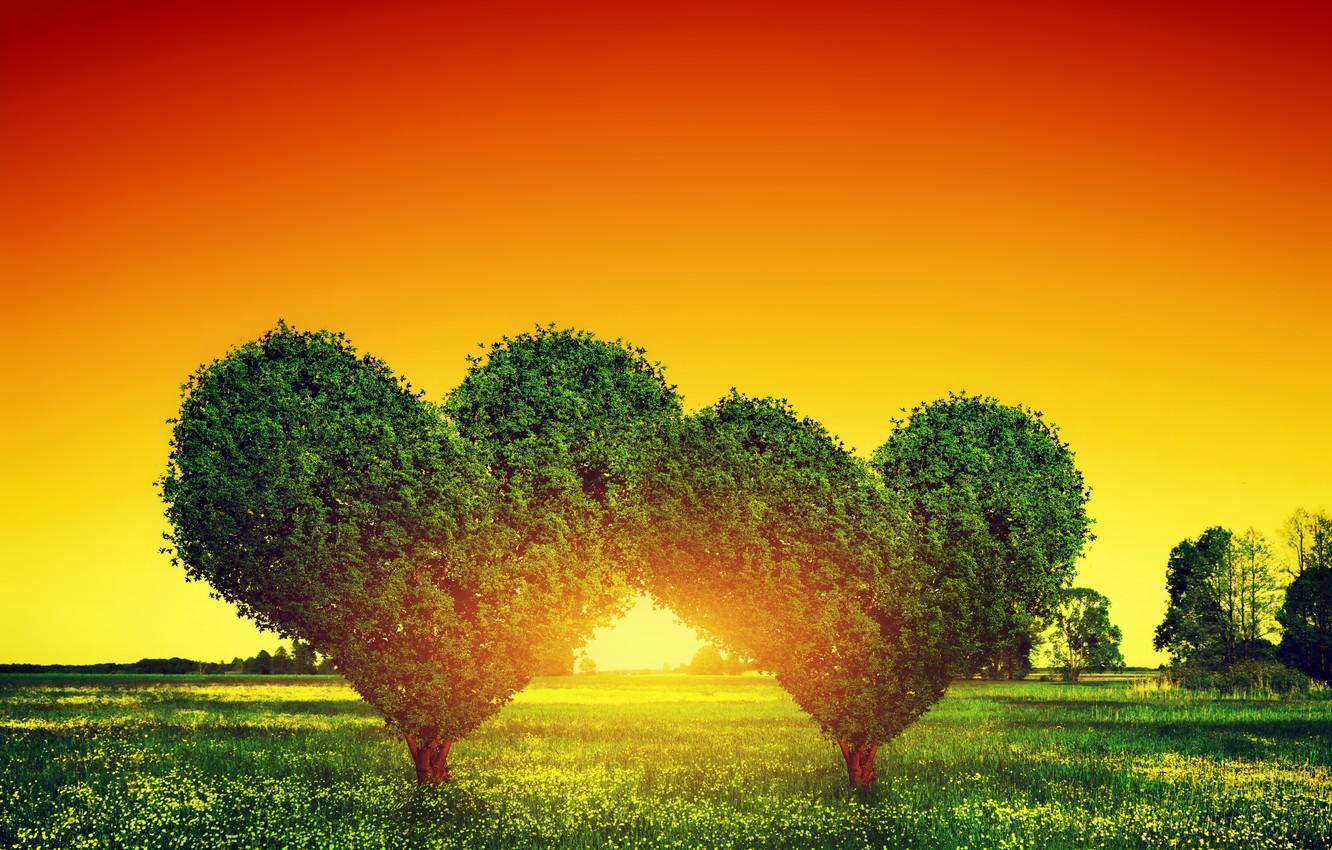 Photo Wallpaper Love, Sunset, Tree, Green, Heart, Love, Of