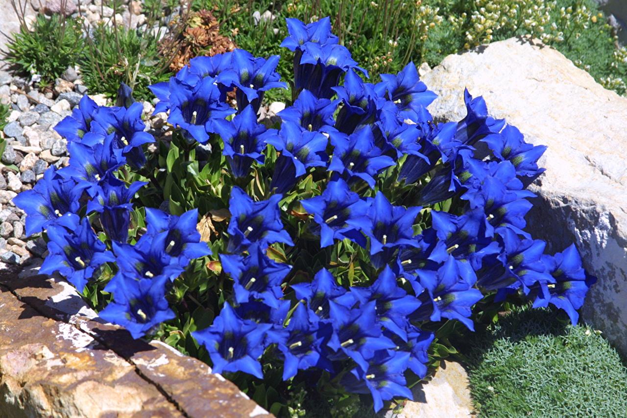 Image Blue Flowers Campanula Many