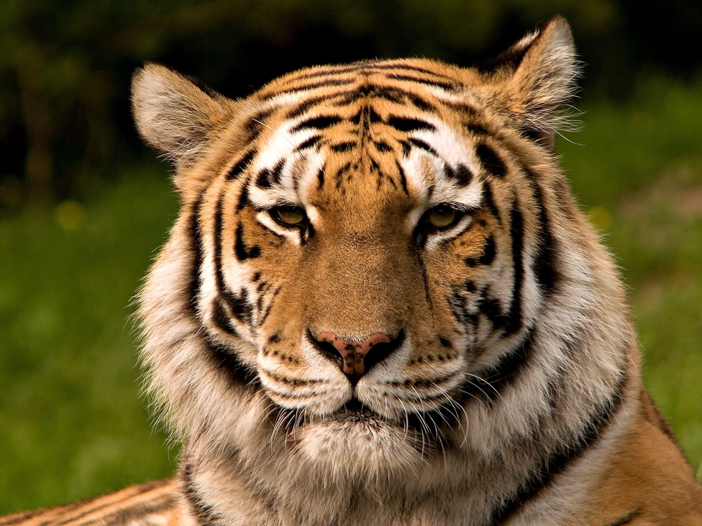 portrait of a tiger HD Wallpaper. Background Imagex1800