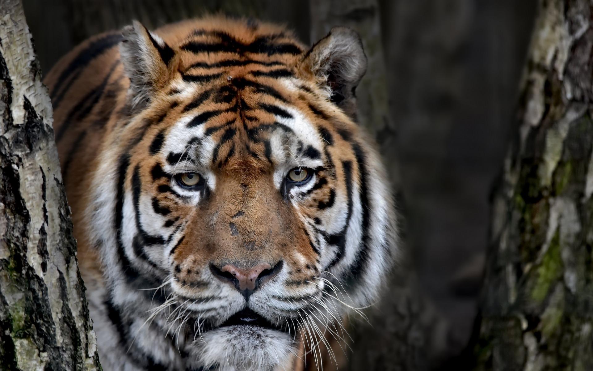Download wallpaper large tiger, portrait, wildlife, predator