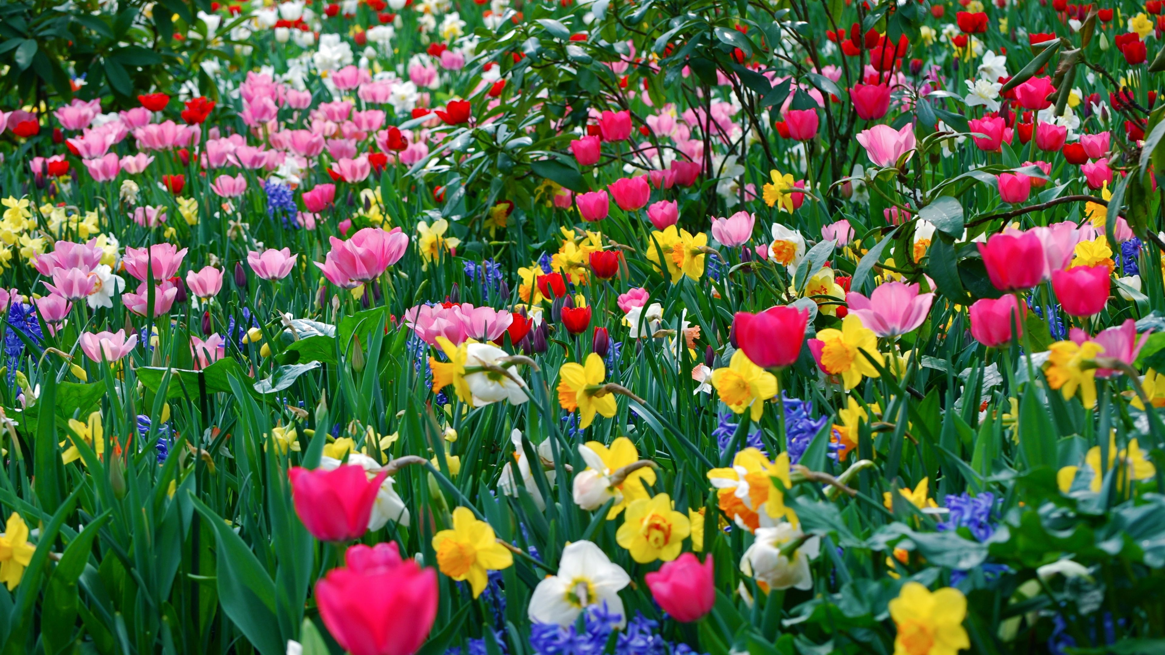 Ultra HD Wallpaper 3840x2160 tulips, daffodils, flowers, meadow, beauty, spring 4K Ultra HD HD Backg. Spring flowers wallpaper, Flowers perennials, Spring flowers