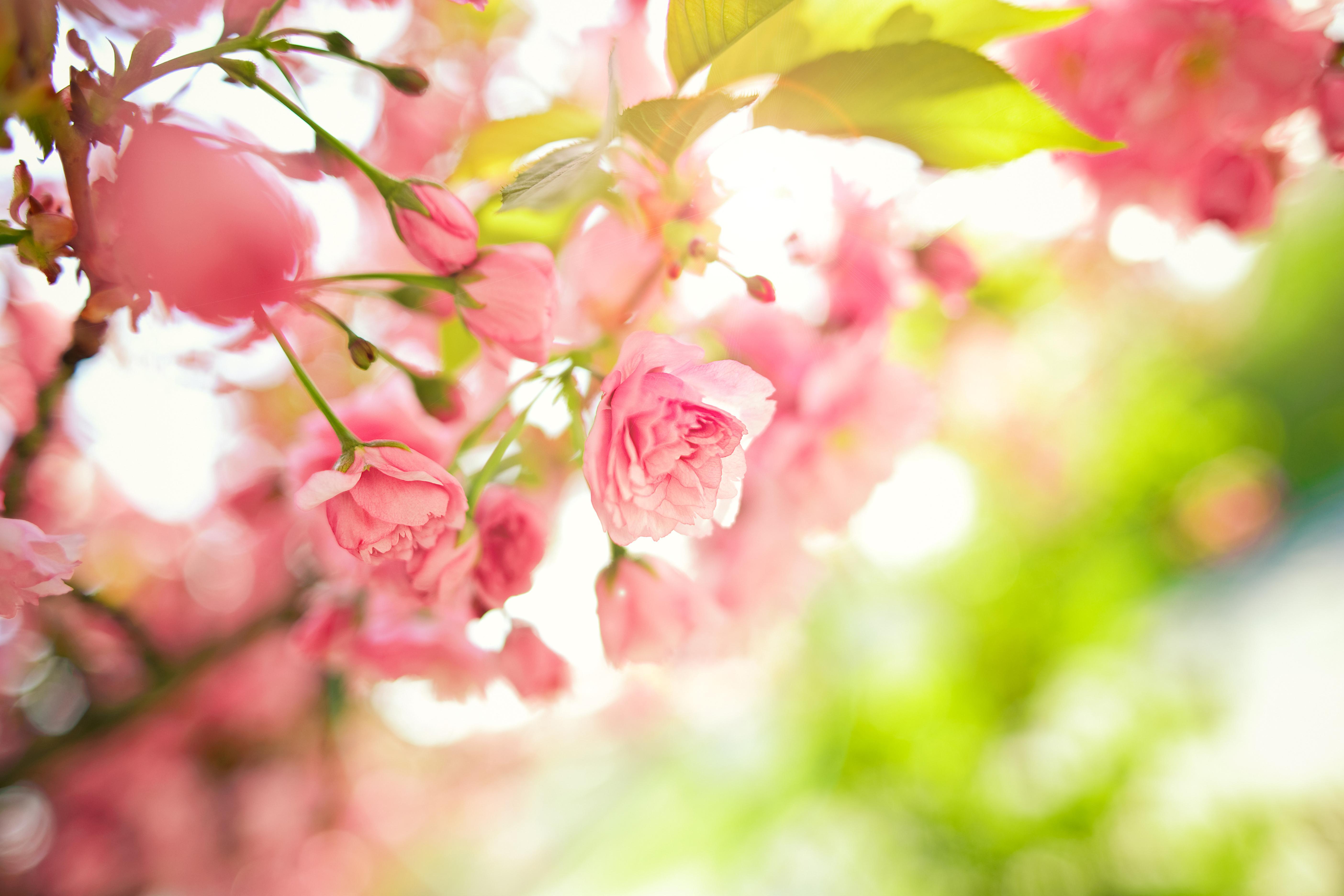 Free download 4K wallpaper pink flowers leaves branches tree pink
