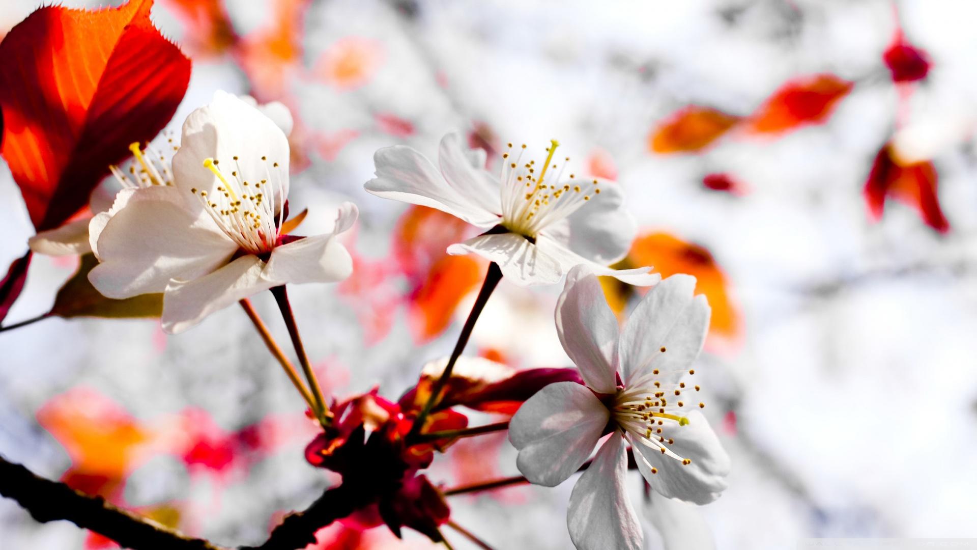 Free download Spring Season Flowers 4K HD Desktop Wallpaper for 4K