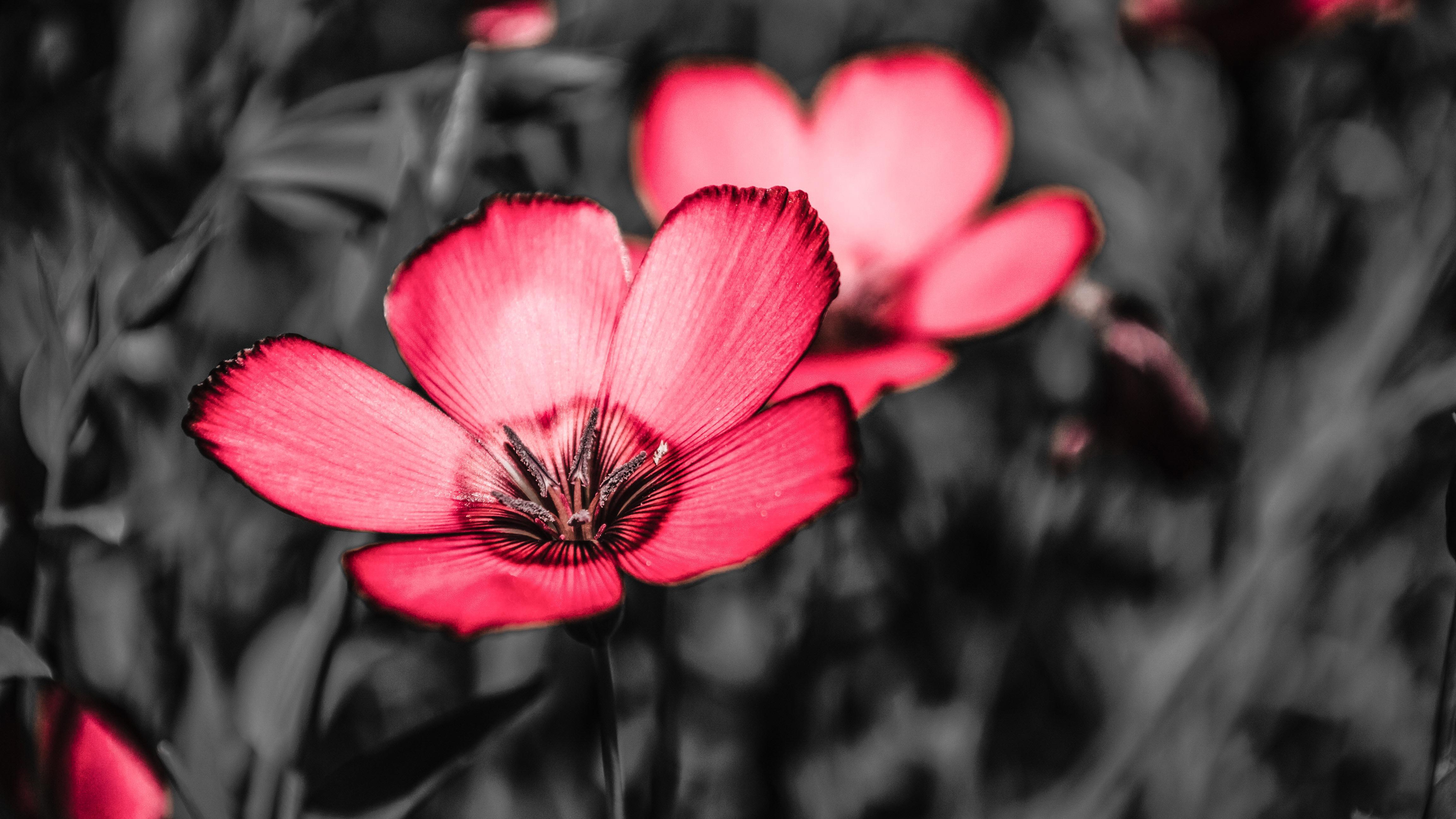 4K Flowers Wallpapers Wallpaper Cave