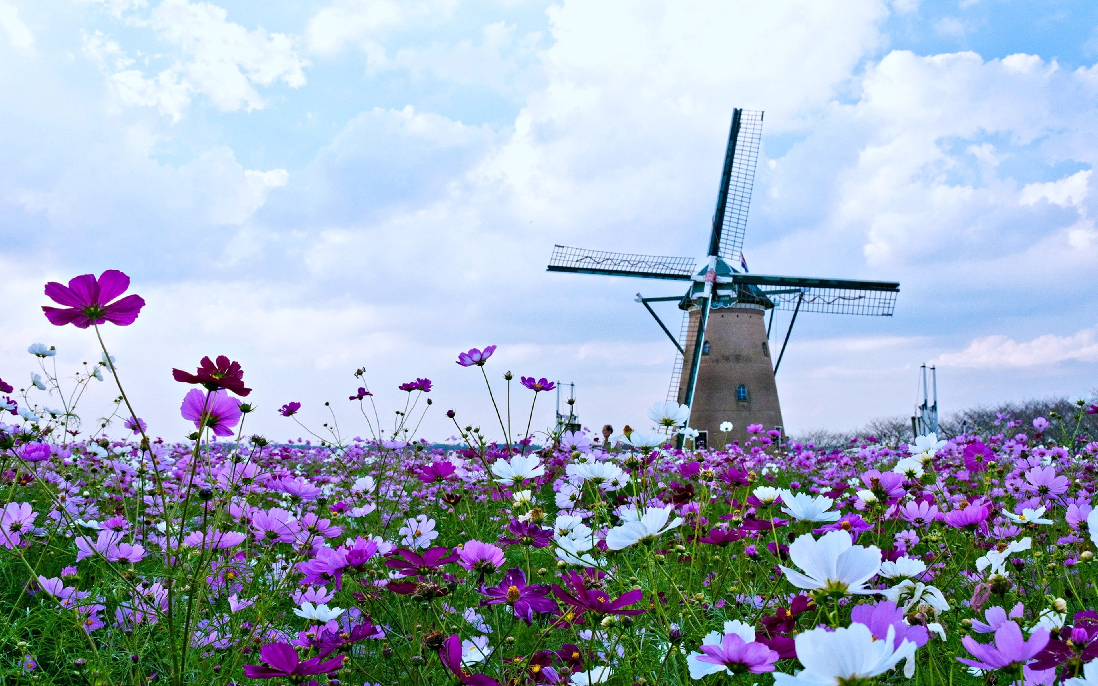 windmill and spring flowers 4k ultra HD wallpaper. Spring flowers