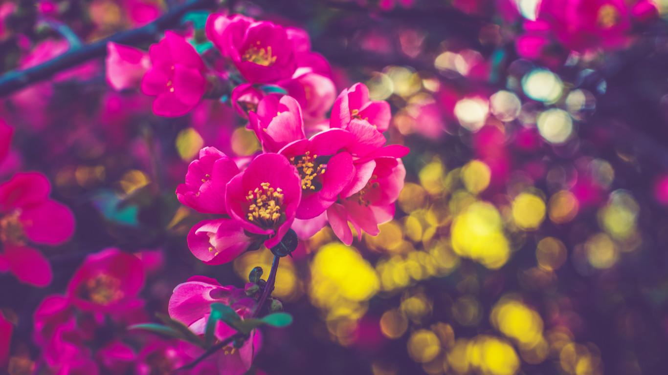 Spring Flowers 5k 1366x768 Resolution HD 4k Wallpaper, Image, Background, Photo and Picture