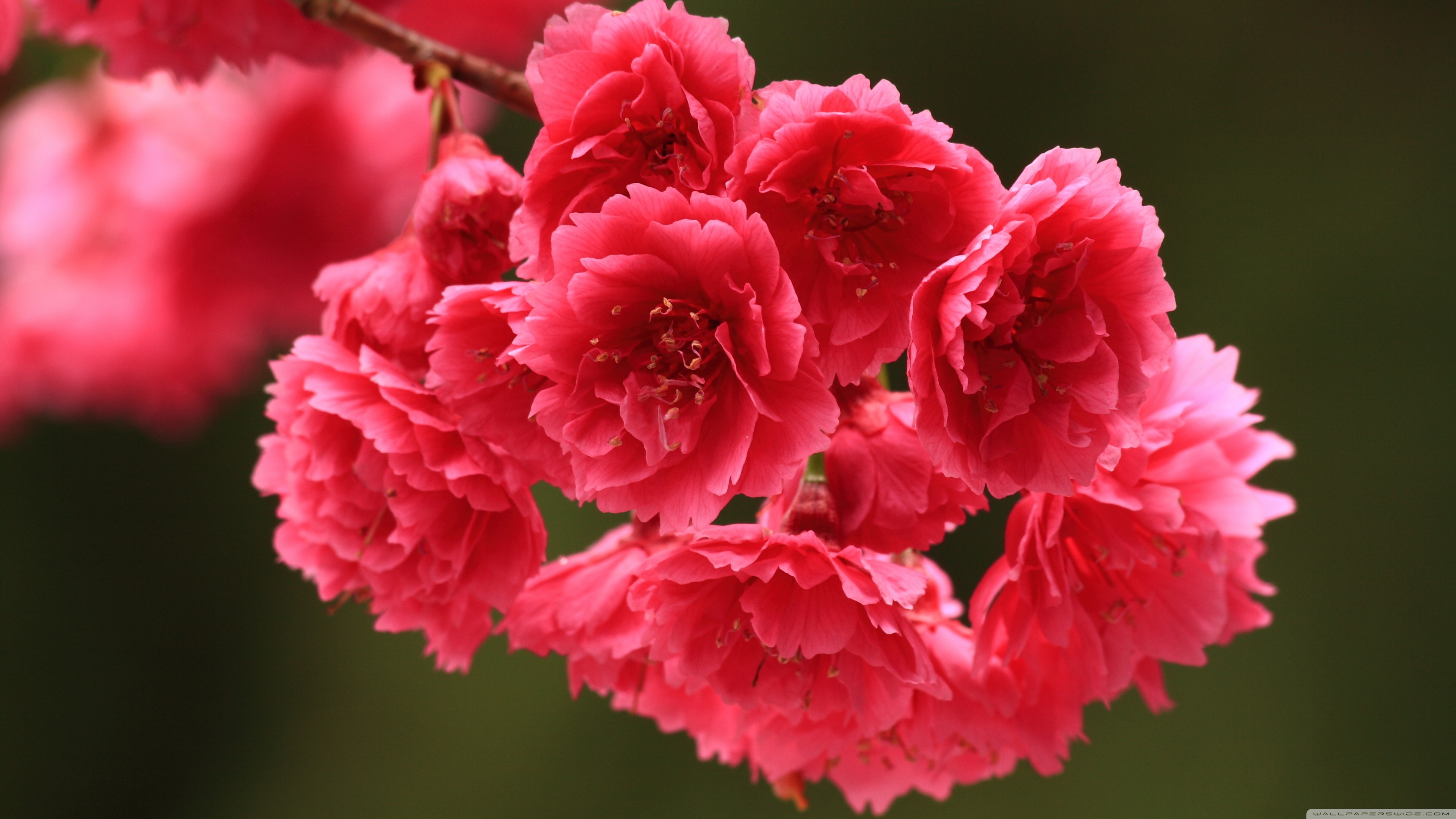 Red Spring Flowers Ultra HD Desktop Background Wallpaper for 4K