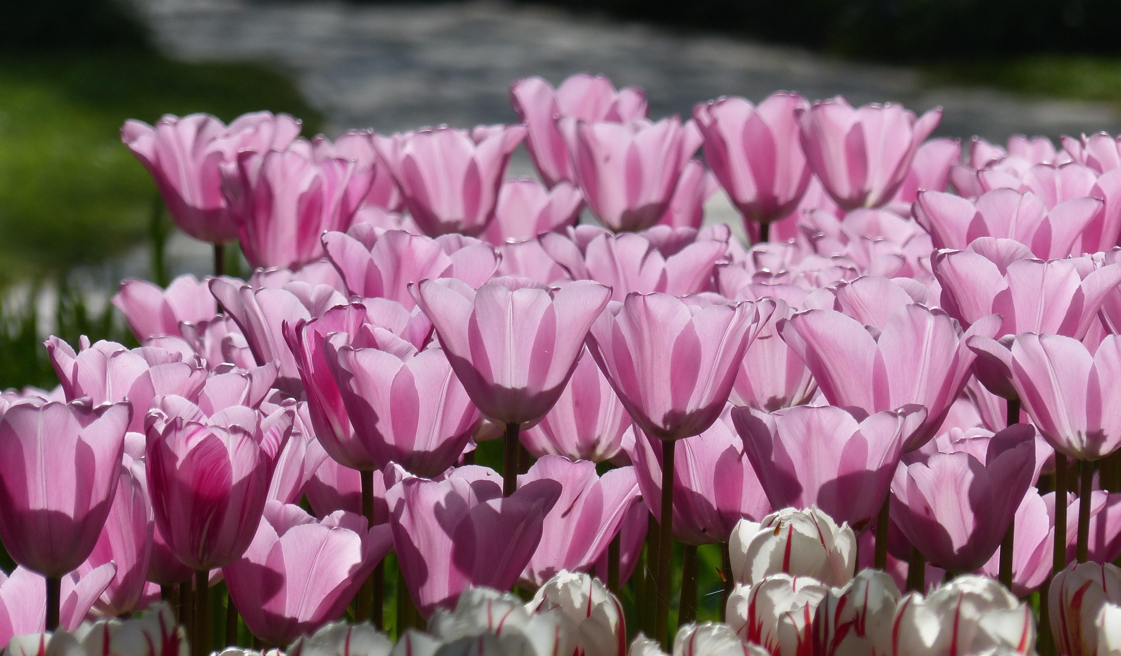Download 3840x2400 wallpaper tulip, pink, spring, flowers, 4k
