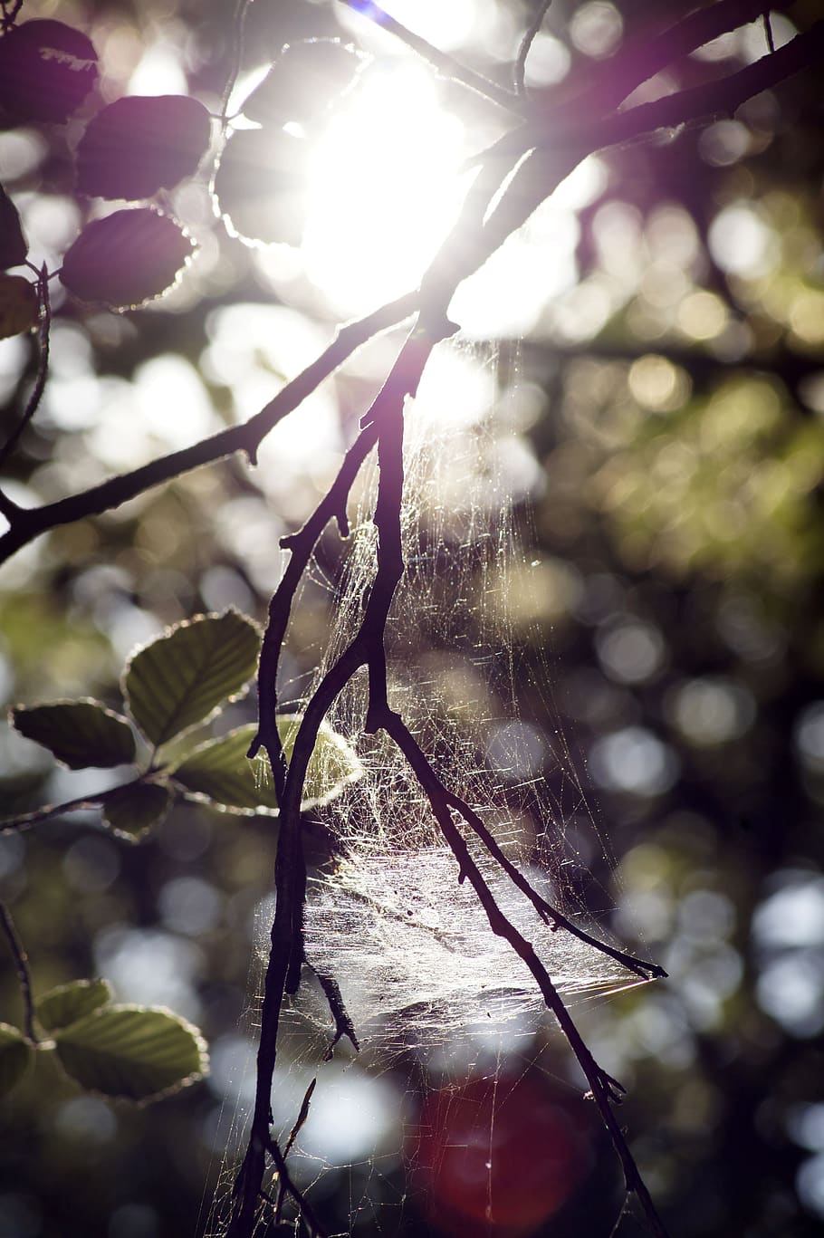HD wallpaper: cobweb, aesthetic, sunlight, branch, forest