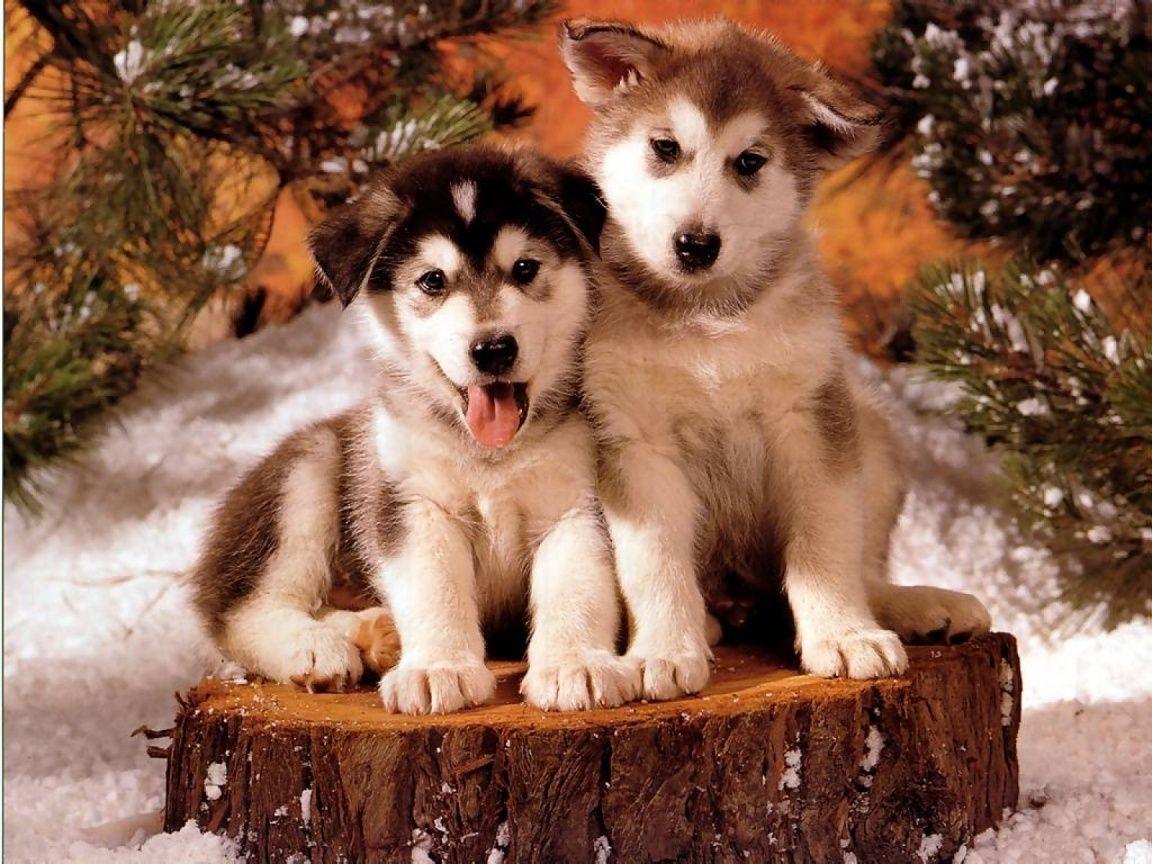Christmas Husky Puppy #Holiday #Dogs #Siberian Huskies. Cute