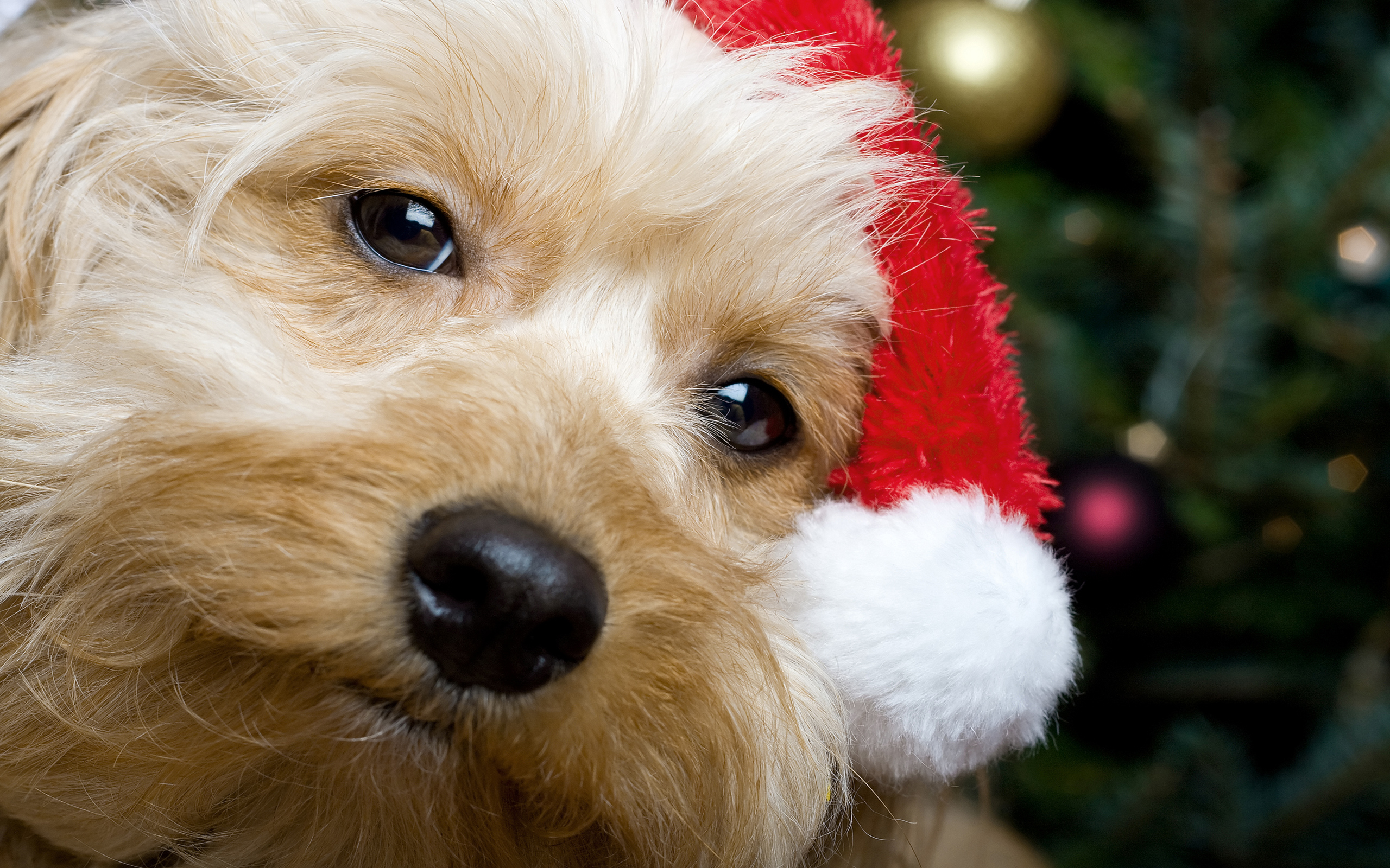 Cute Christmas Santa Puppy Wallpaper Quality Image And Transparent PNG Free Clipart