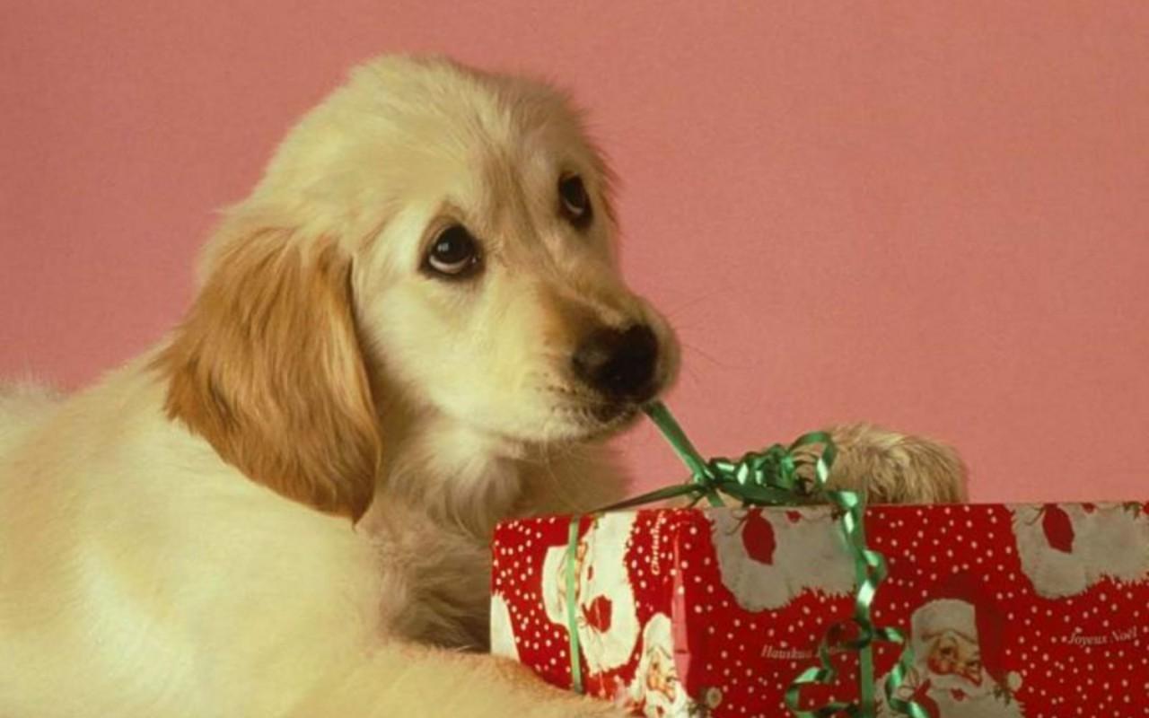 Free download Christmas Puppy Puppies Wallpaper 15897188 1280x800