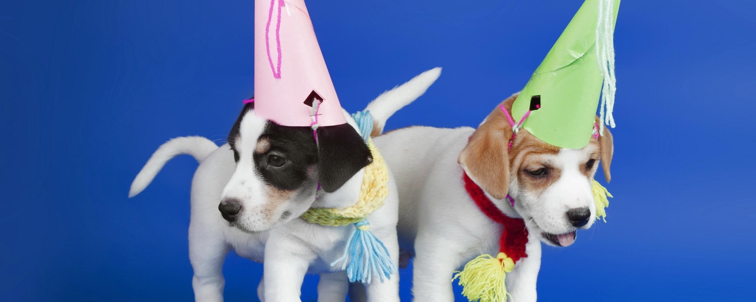 Download wallpaper 2560x1024 dogs, hoods, puppies, holiday