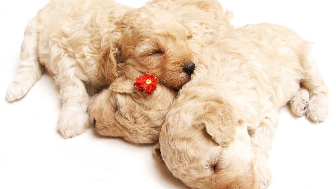 Download wallpaper 1280x720 puppies, sleeping, curly, holiday, dog