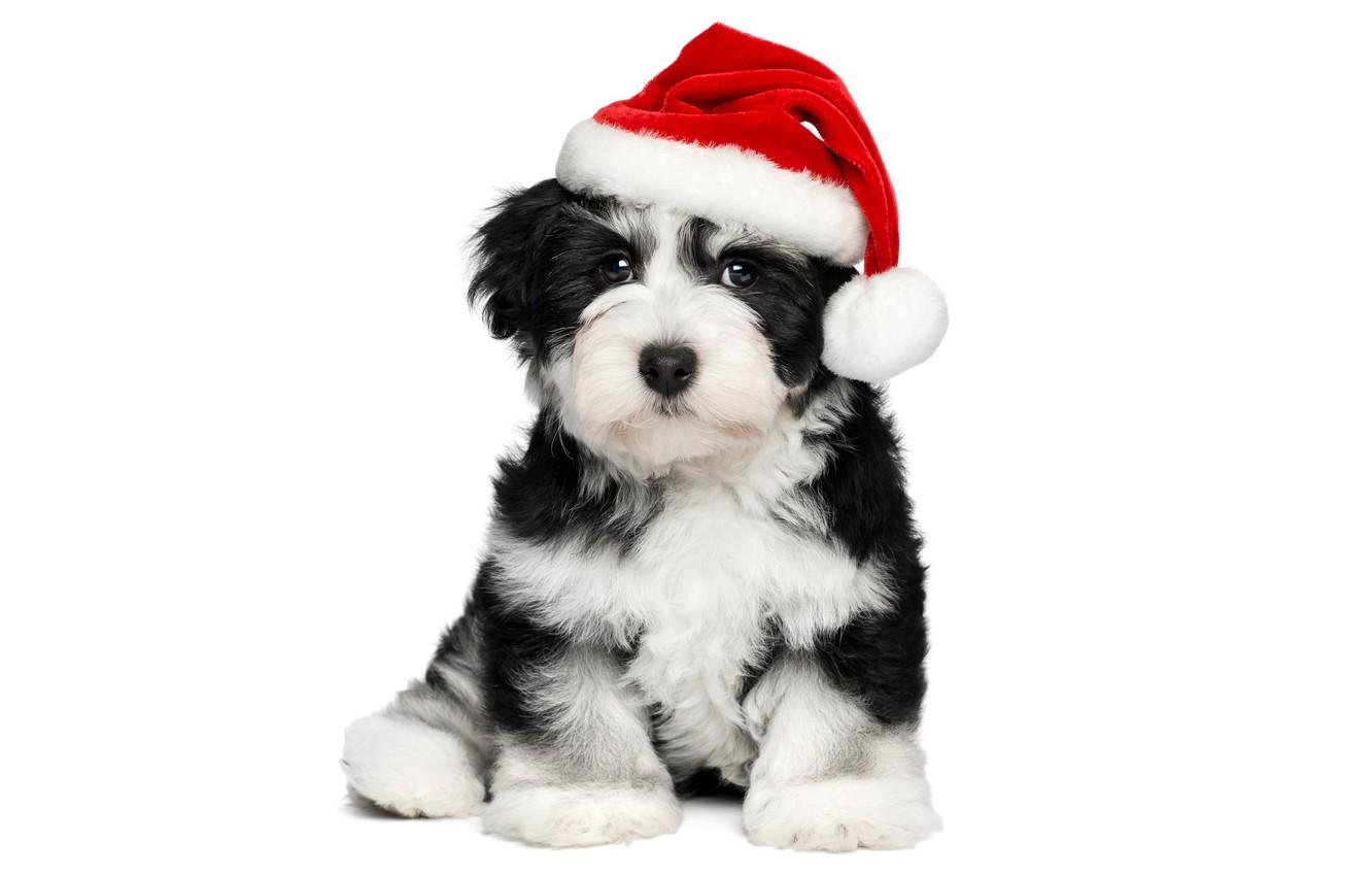 Wallpaper animals, red, holiday, black and white, new year, Christmas, dog, cute, puppy, white background, Santa, Wallpaper from lolita the Santa hat image for desktop, section собаки