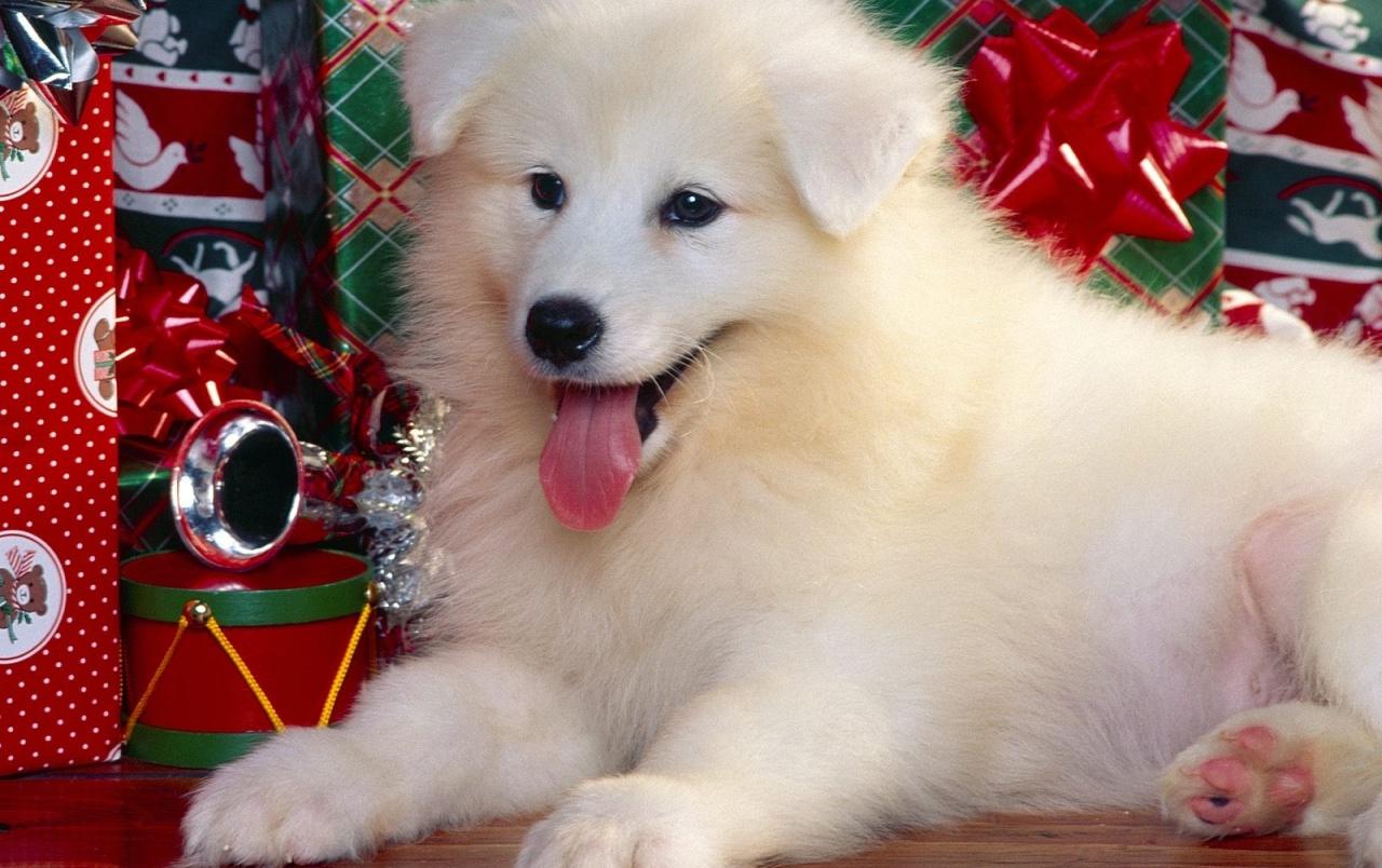 Christmas Puppy wallpaper. Christmas Puppy