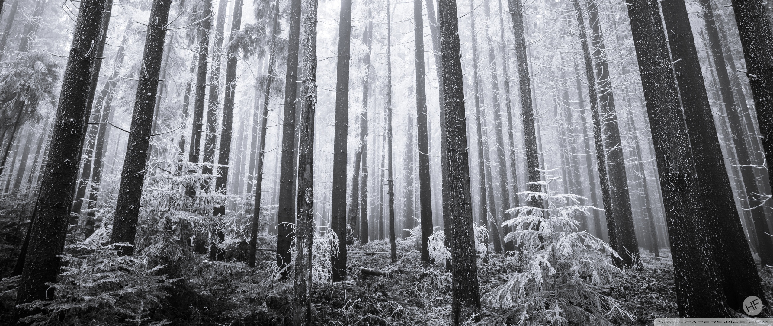 Hoarfrost Forest Black And White Wallpapers Wallpaper Cave