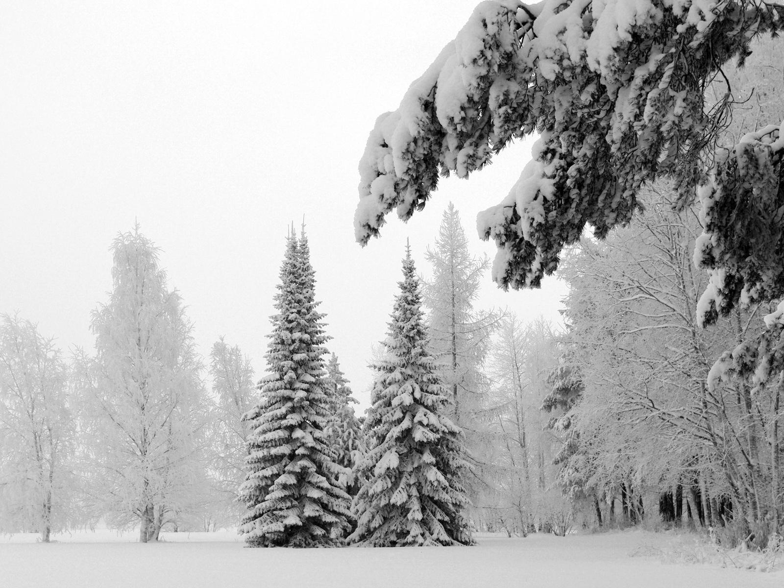 Download Wallpaper 1600x1200 Fir Trees, Snow, Winter, Branches