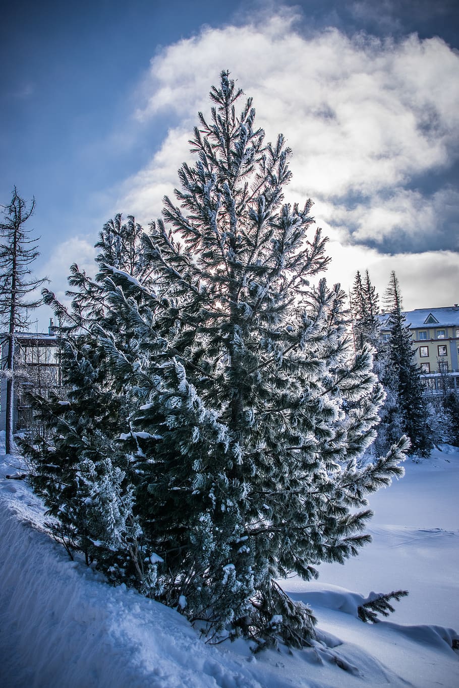 HD wallpaper: winter, frost, snow, nature, rime, icing, forest