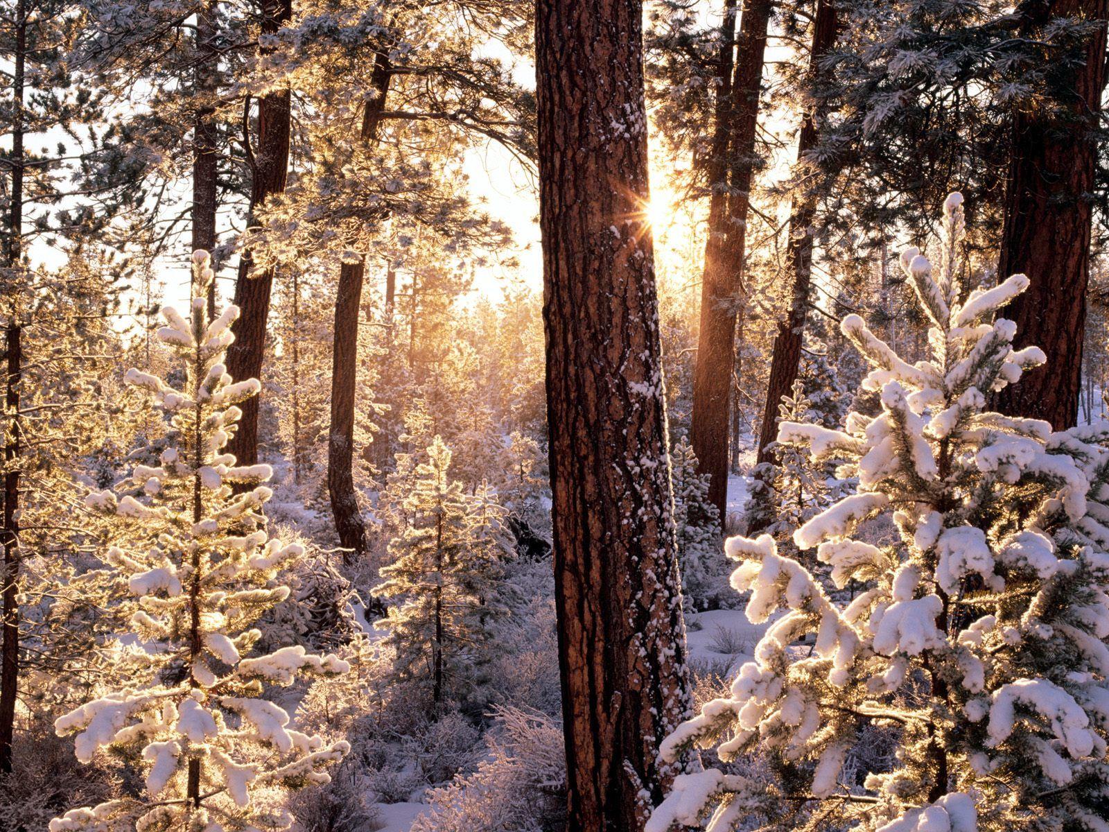 winter, forest, snow, Trees, ели, sun, Rays, rime wallpaper