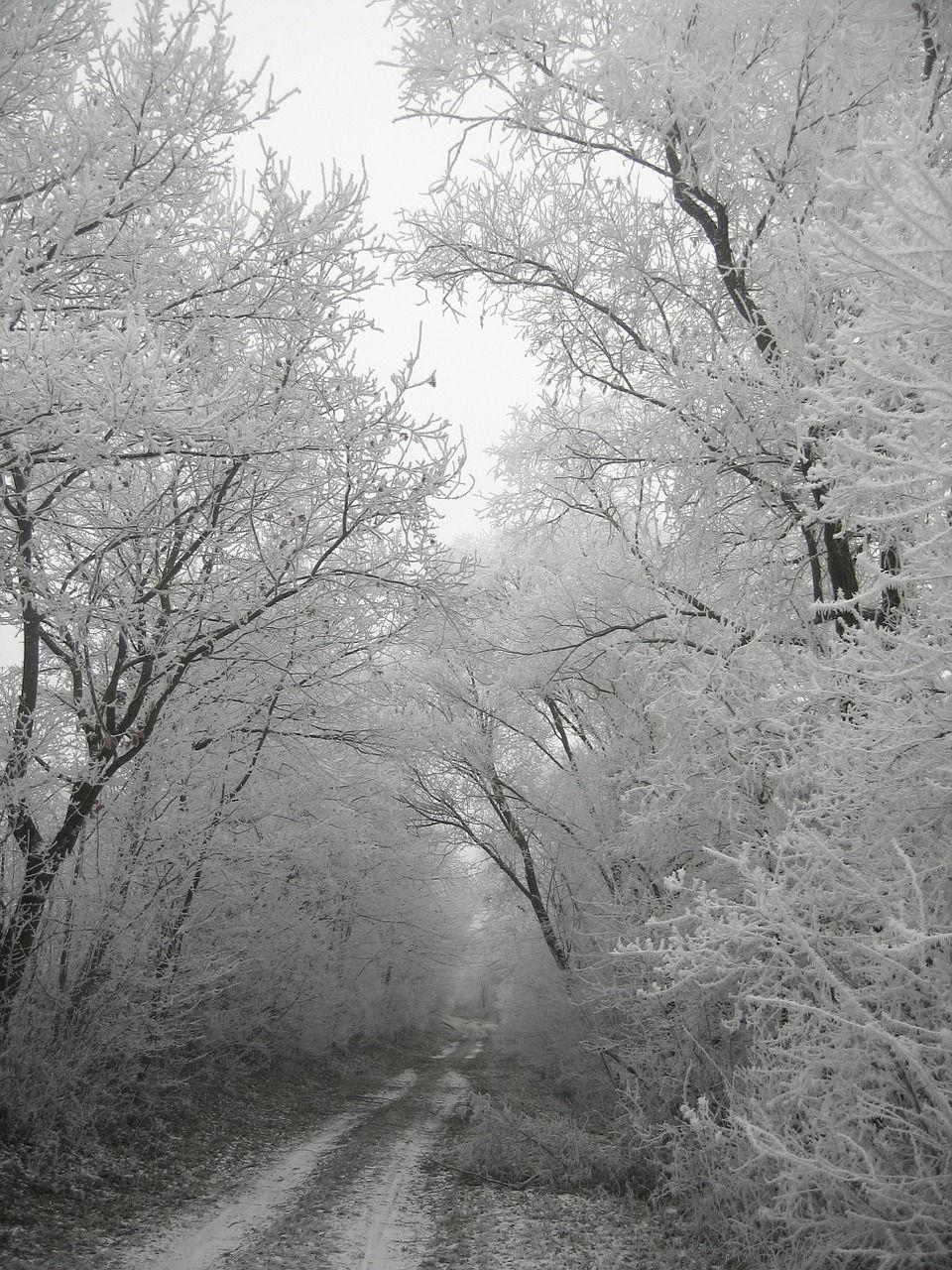 Forest, Winter, Hoarfrost, Cold, Frost, Tree #forest, #winter