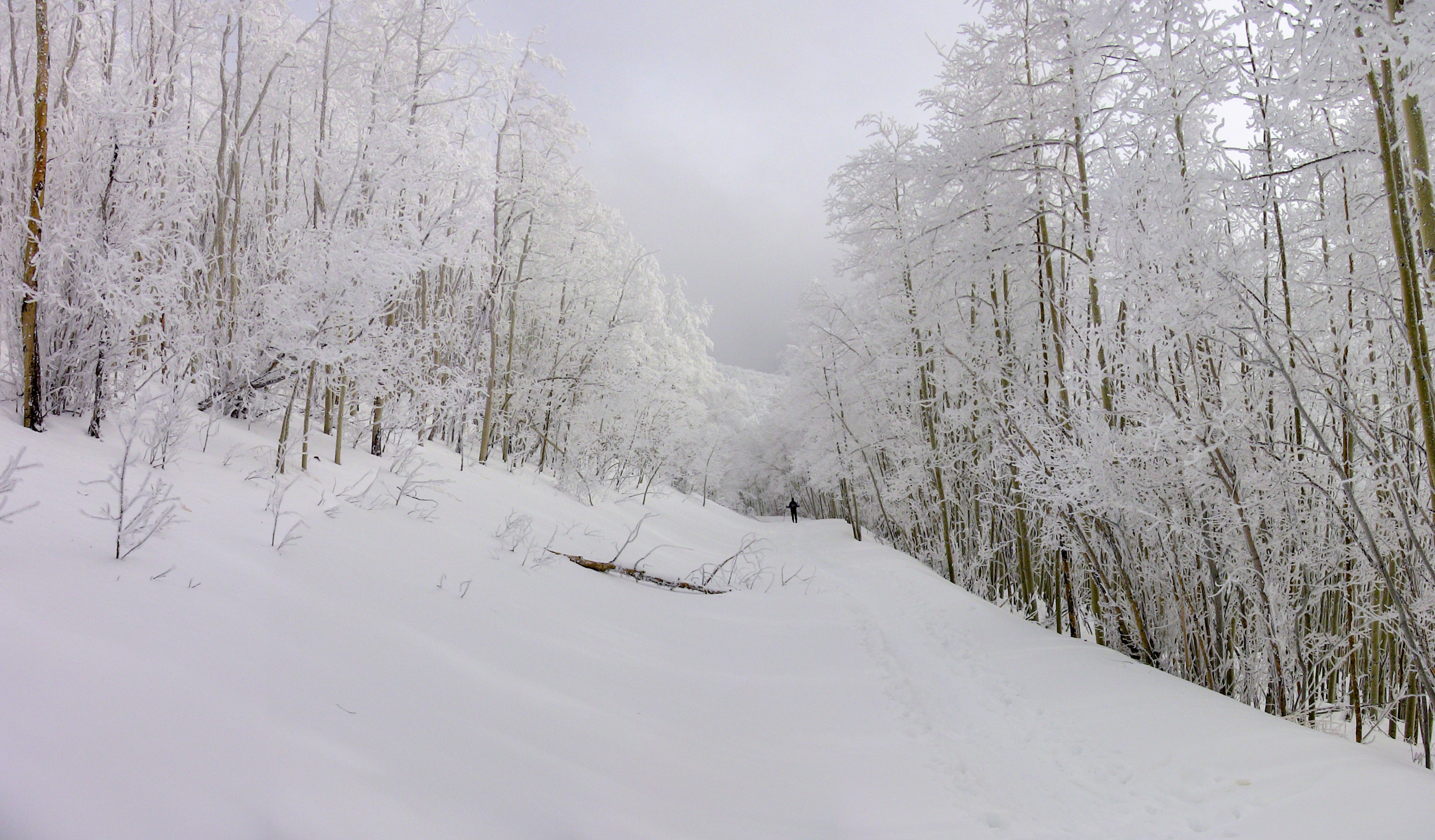 Hoar Frost Picture. Download Free Image
