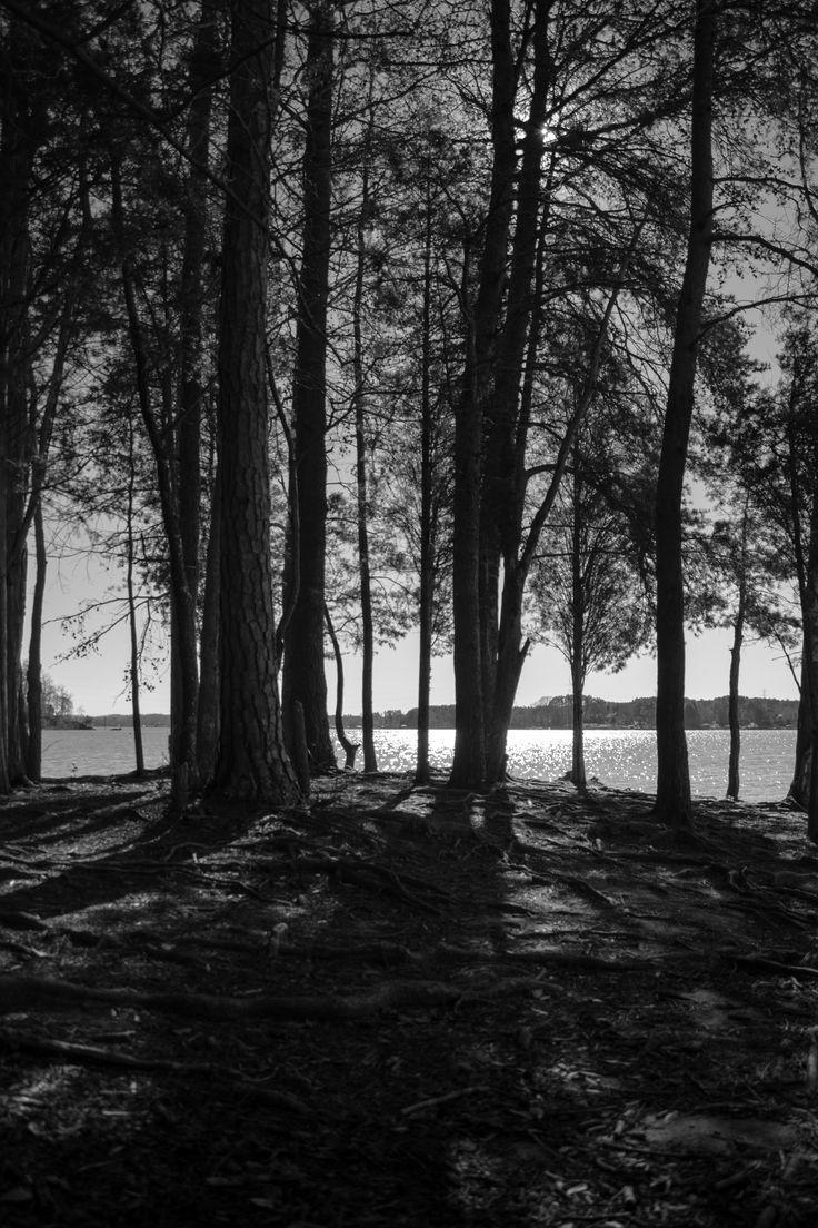 Black and White Forest Print photography, black