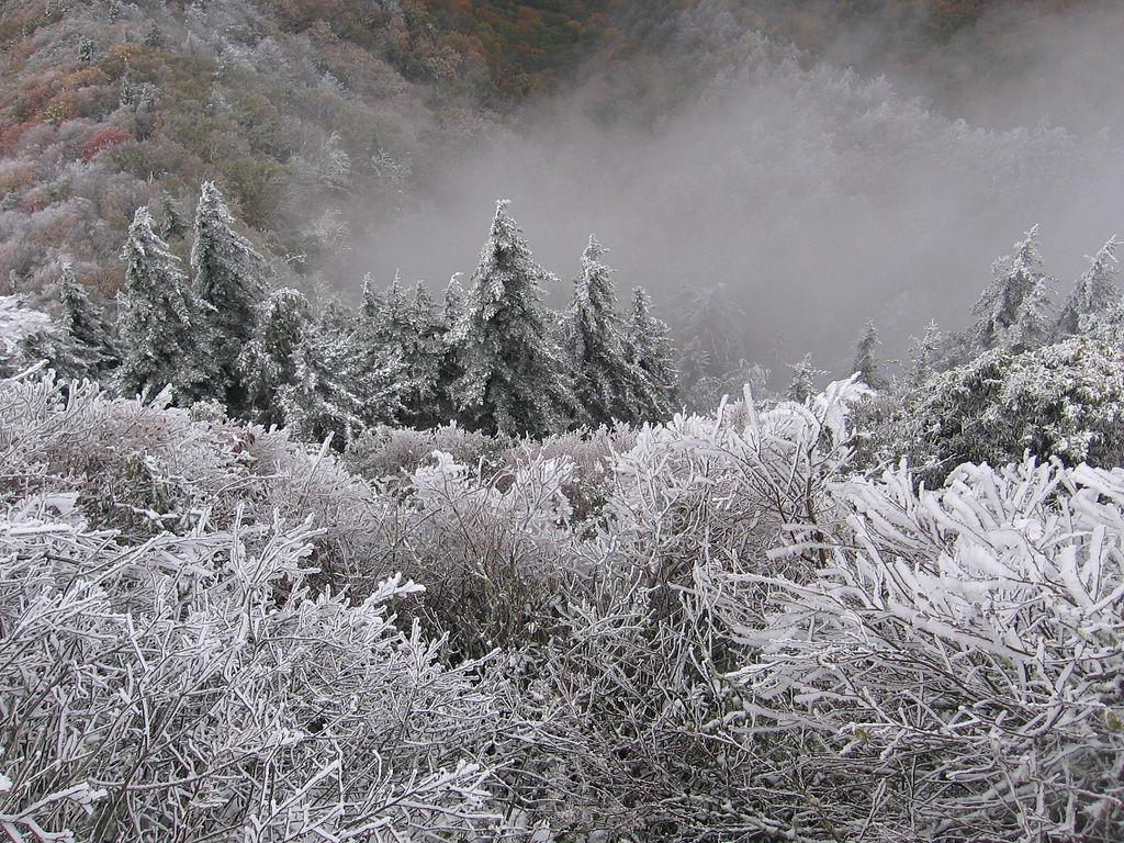 Snow and Rime Ice on Trees in the Smoky