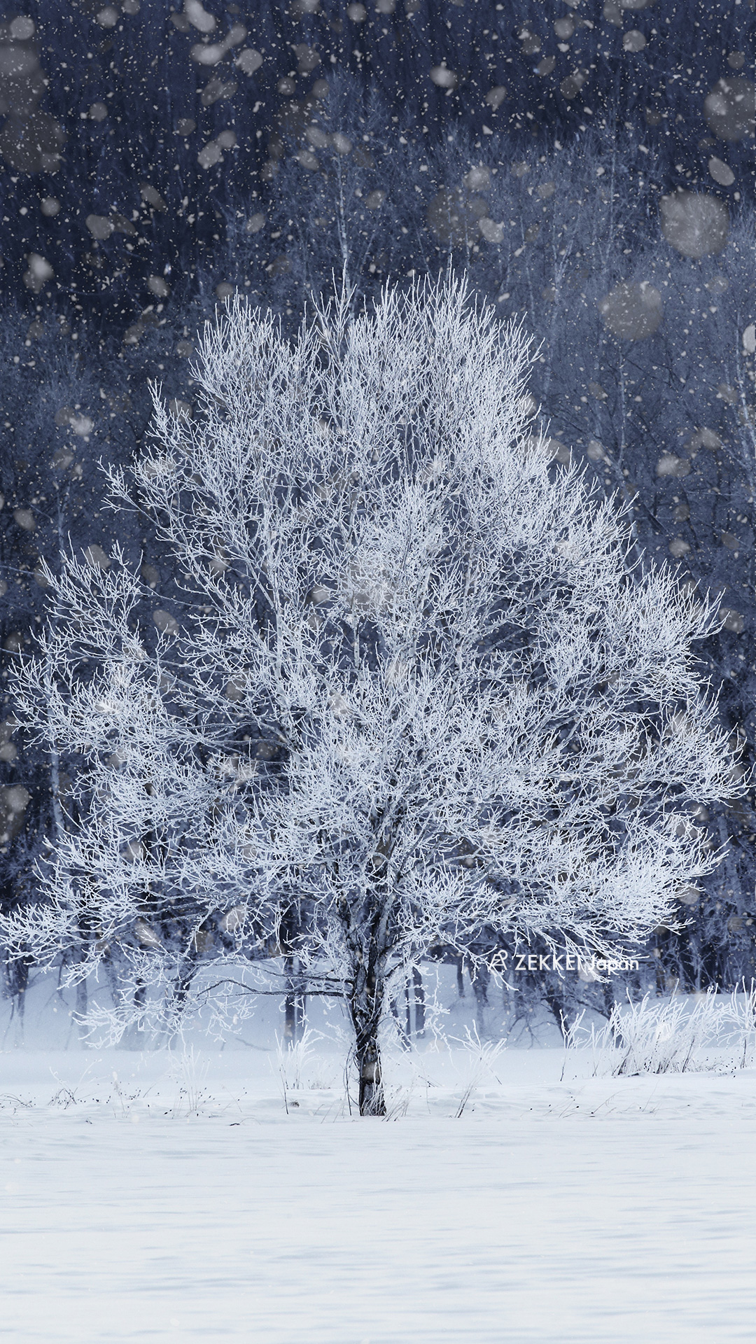 Japan's wallpaper> Superb view wallpaper of rime ices, ice