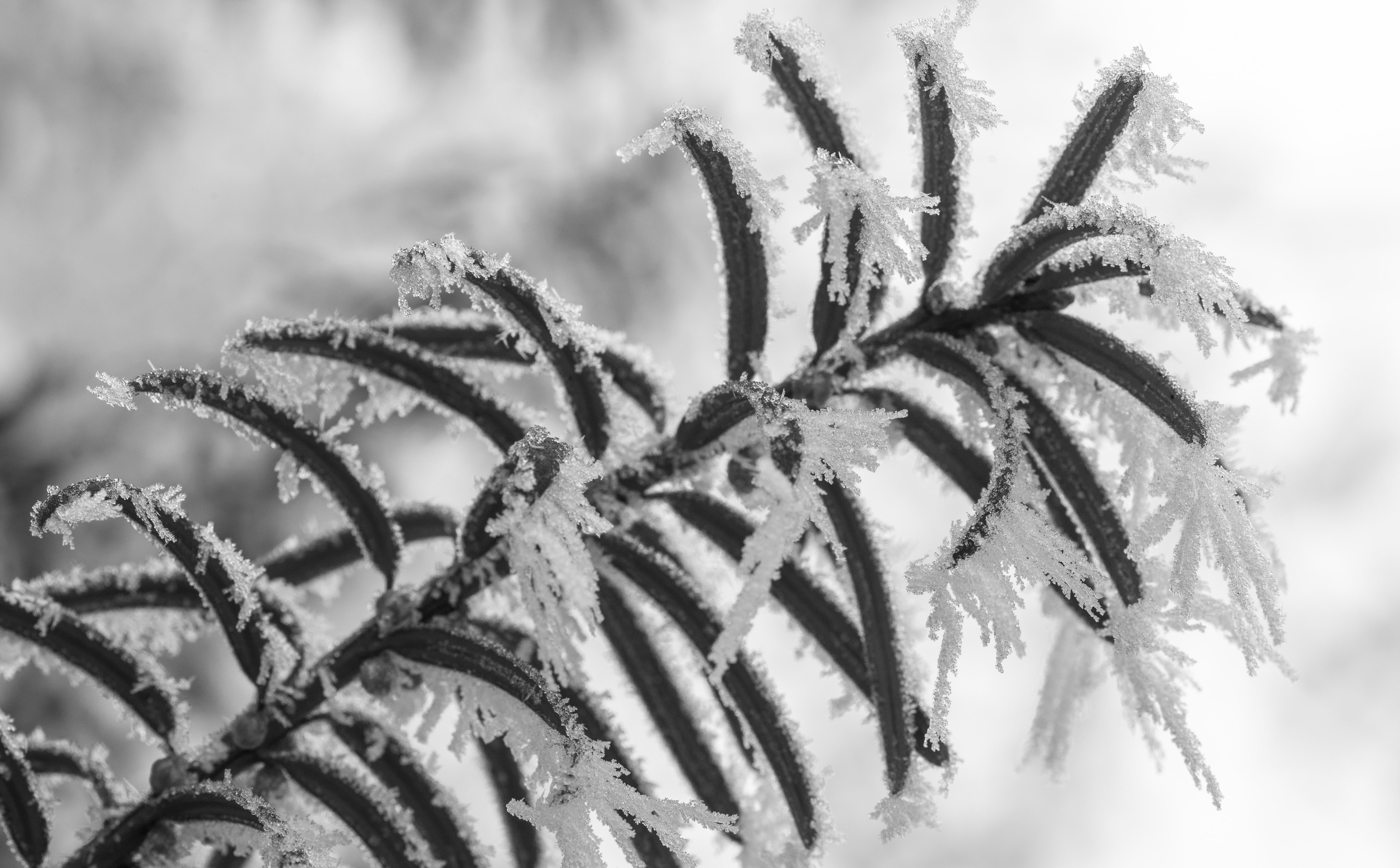 Winter, Black And White, Plant, Macro, Rime Frost