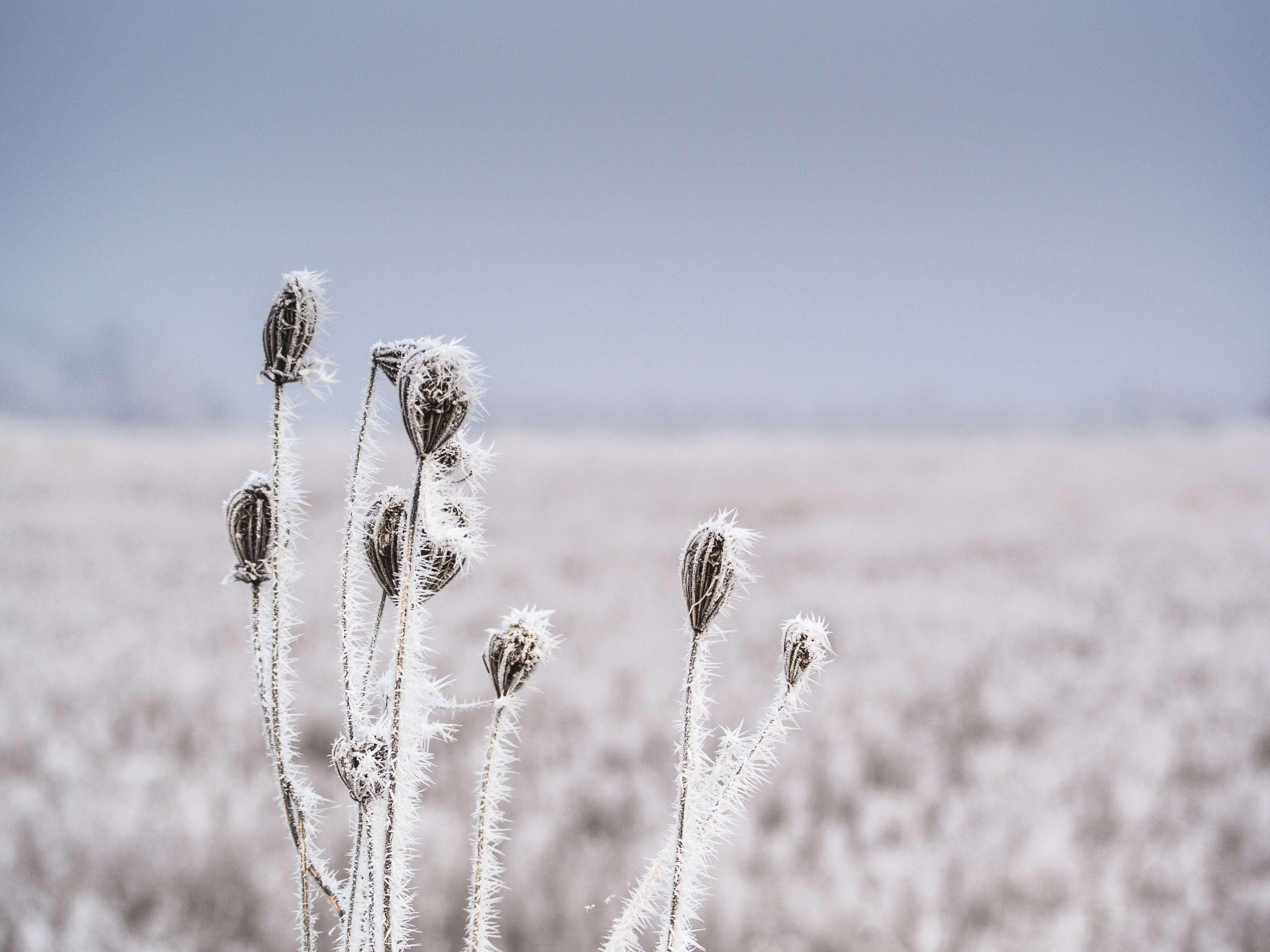 Cold, Frost, Frozen, Nature, Rime, Snow, Snowflakes, Look