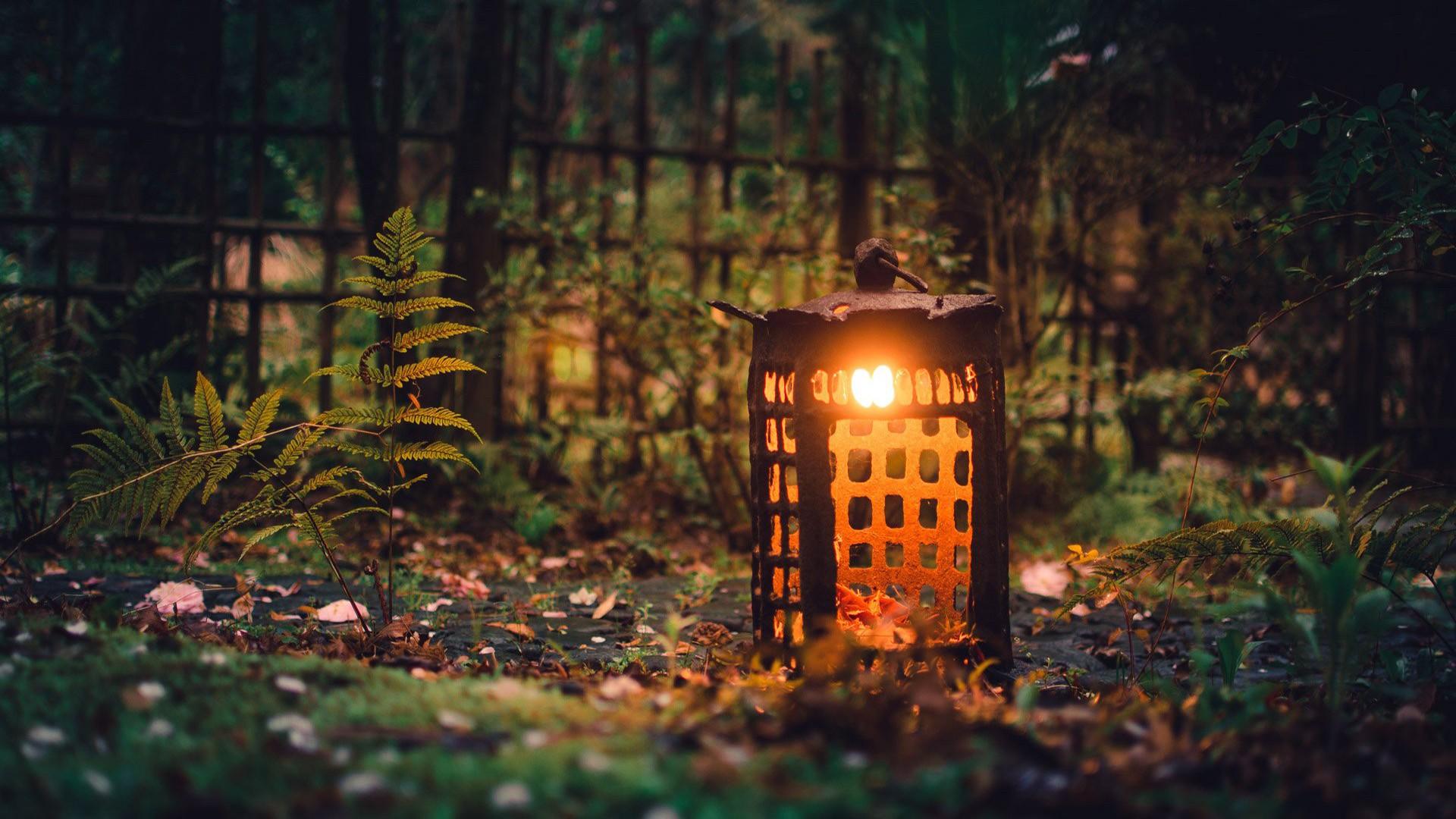 nature, Landscape, Trees, Forest, Ferns, Lantern, Fence, Lights