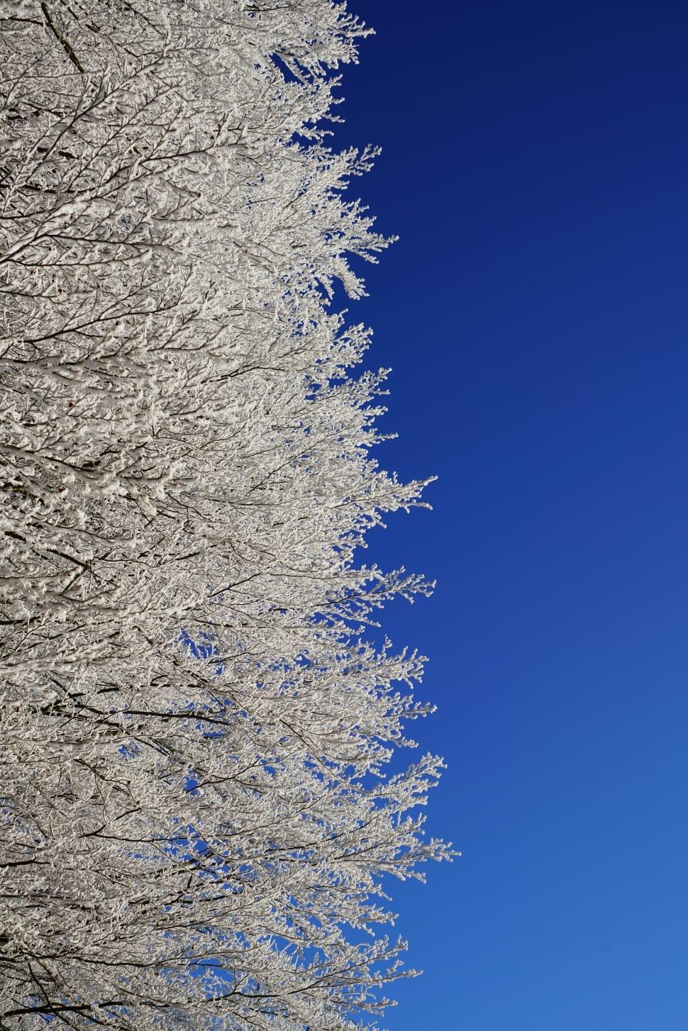 white tree free image